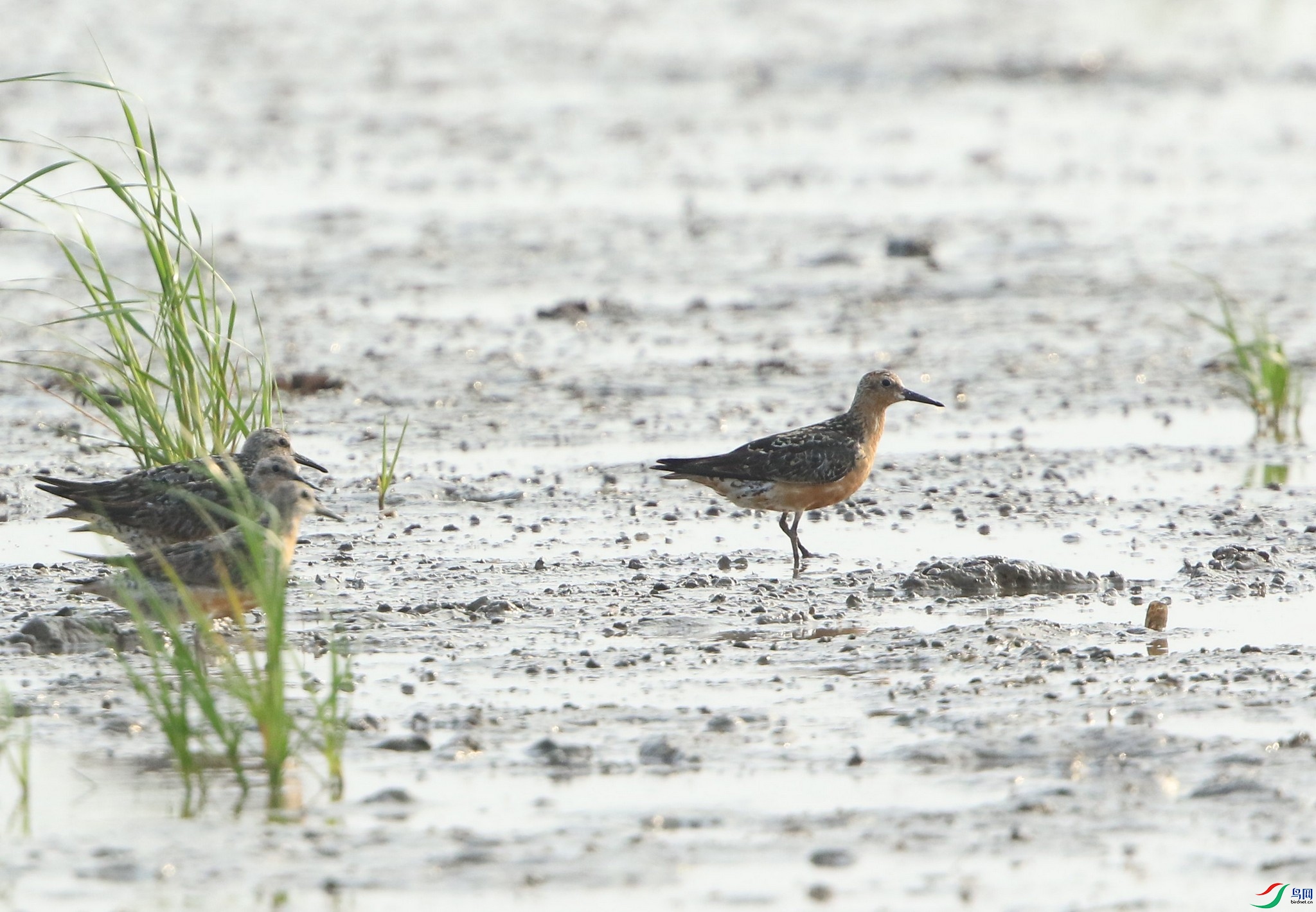 �츹����  ��0F4A3912.jpg