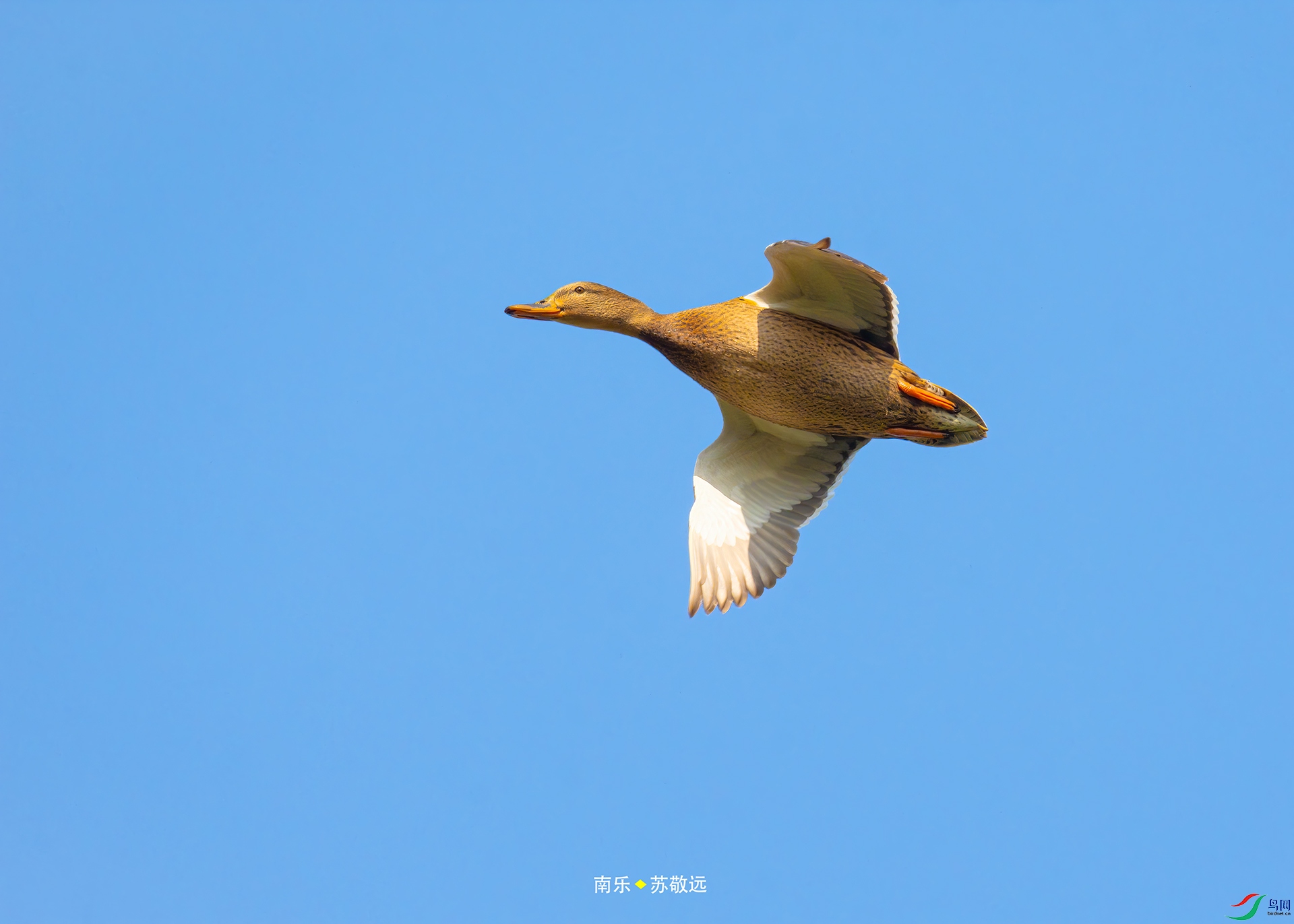_DSC2522С.jpg