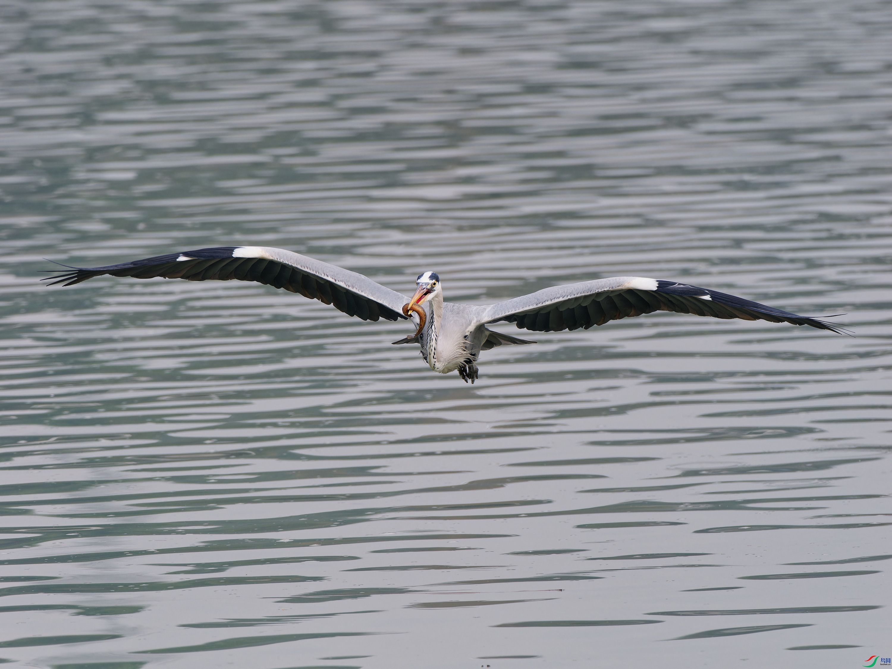 PB170286_DxO_DxO.jpg
