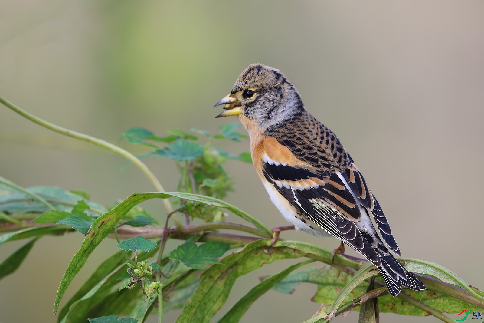 0X5A1353p.jpg