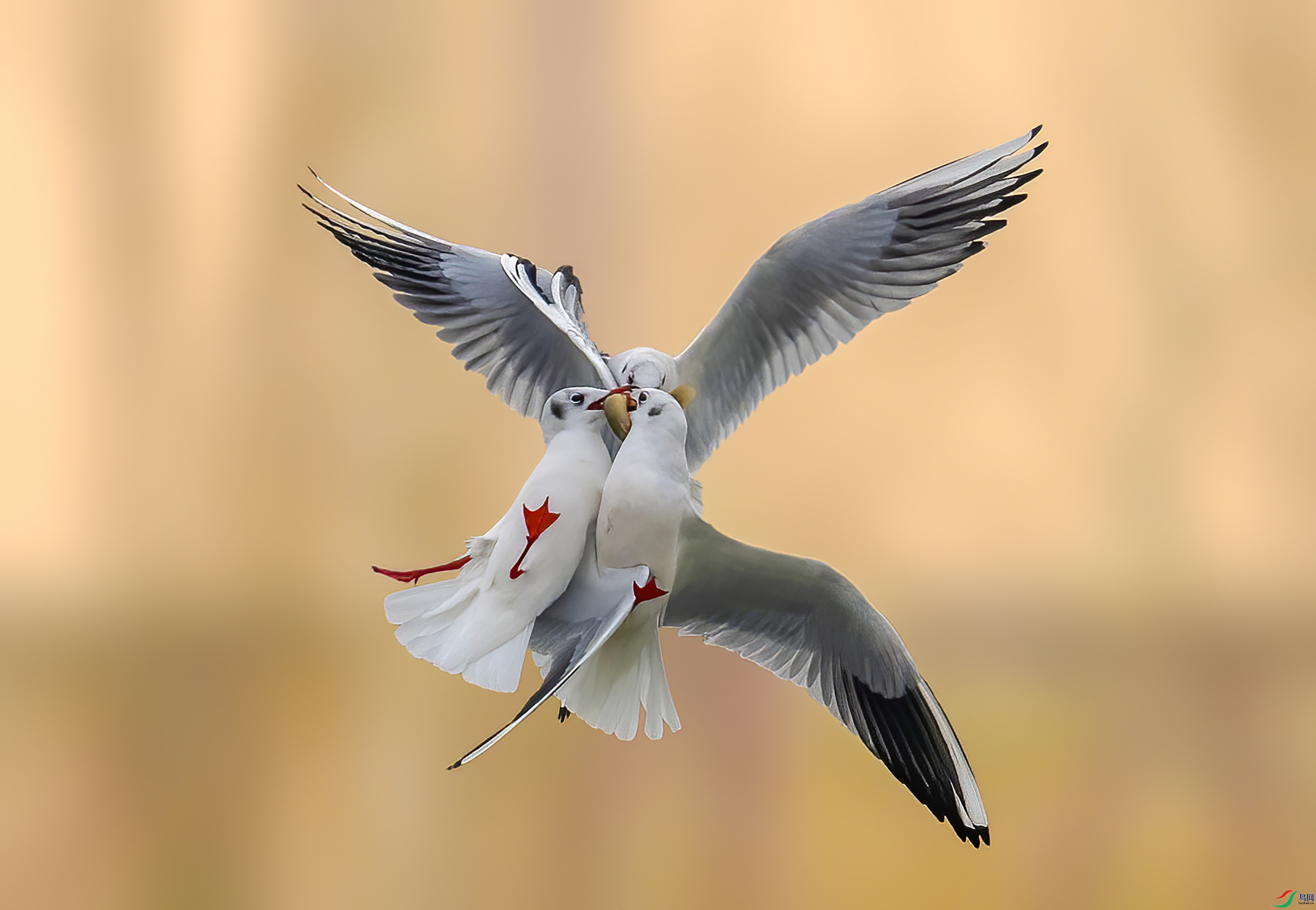 _JLN8798     ok (1).jpg