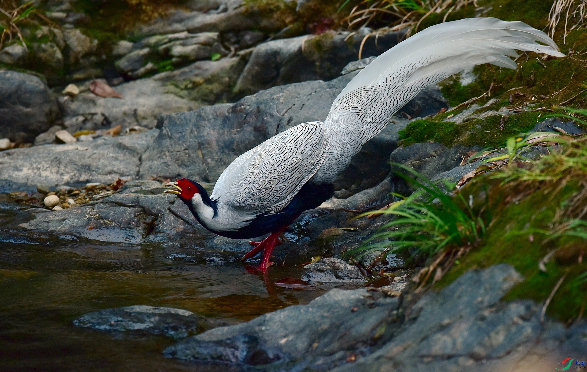 D8I_0987.jpg