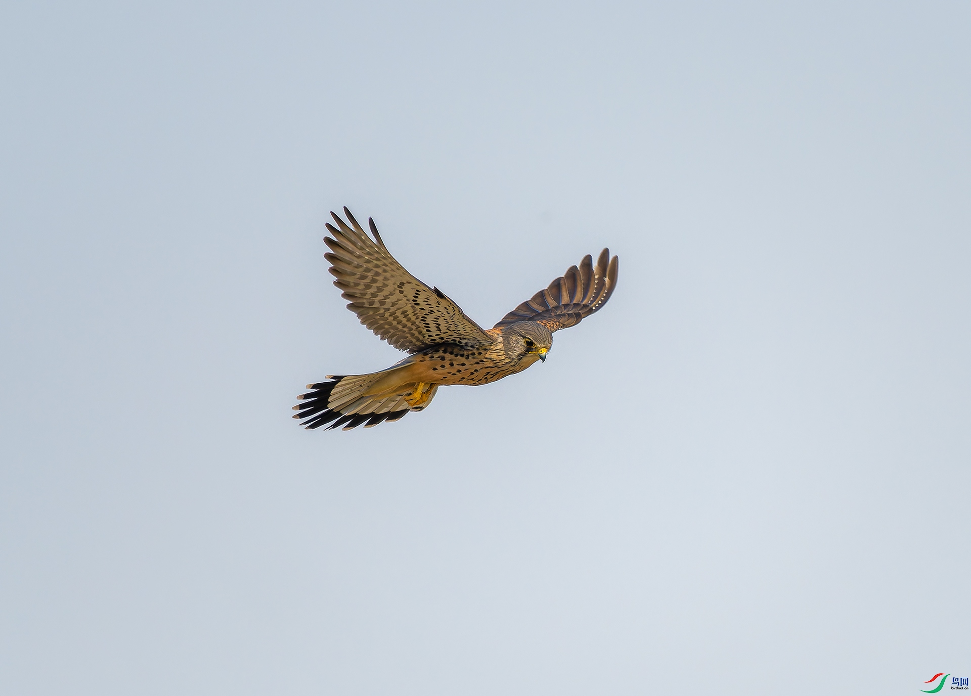 P4015168_DxO-����ǿ.jpg