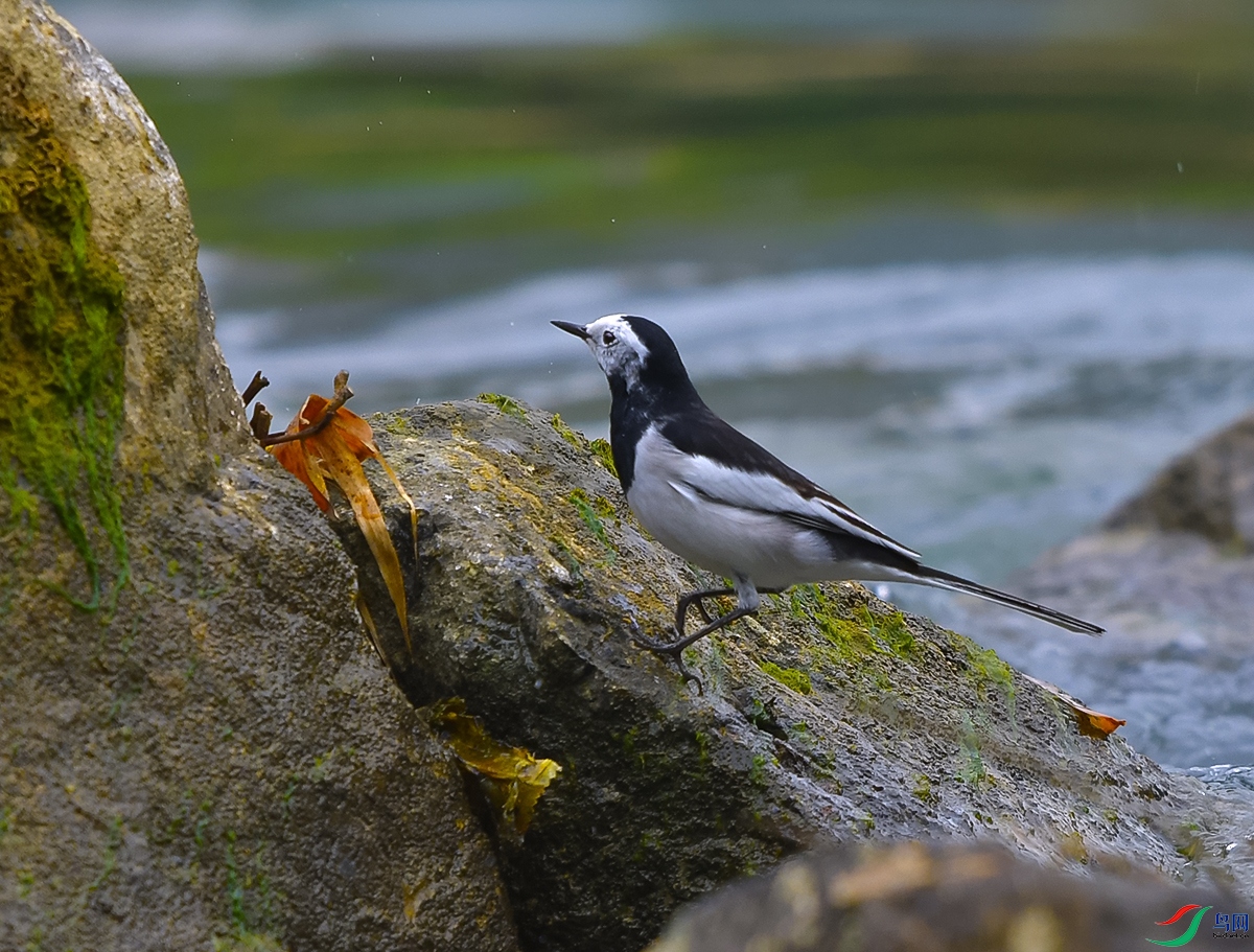 DSC_0752.JPG