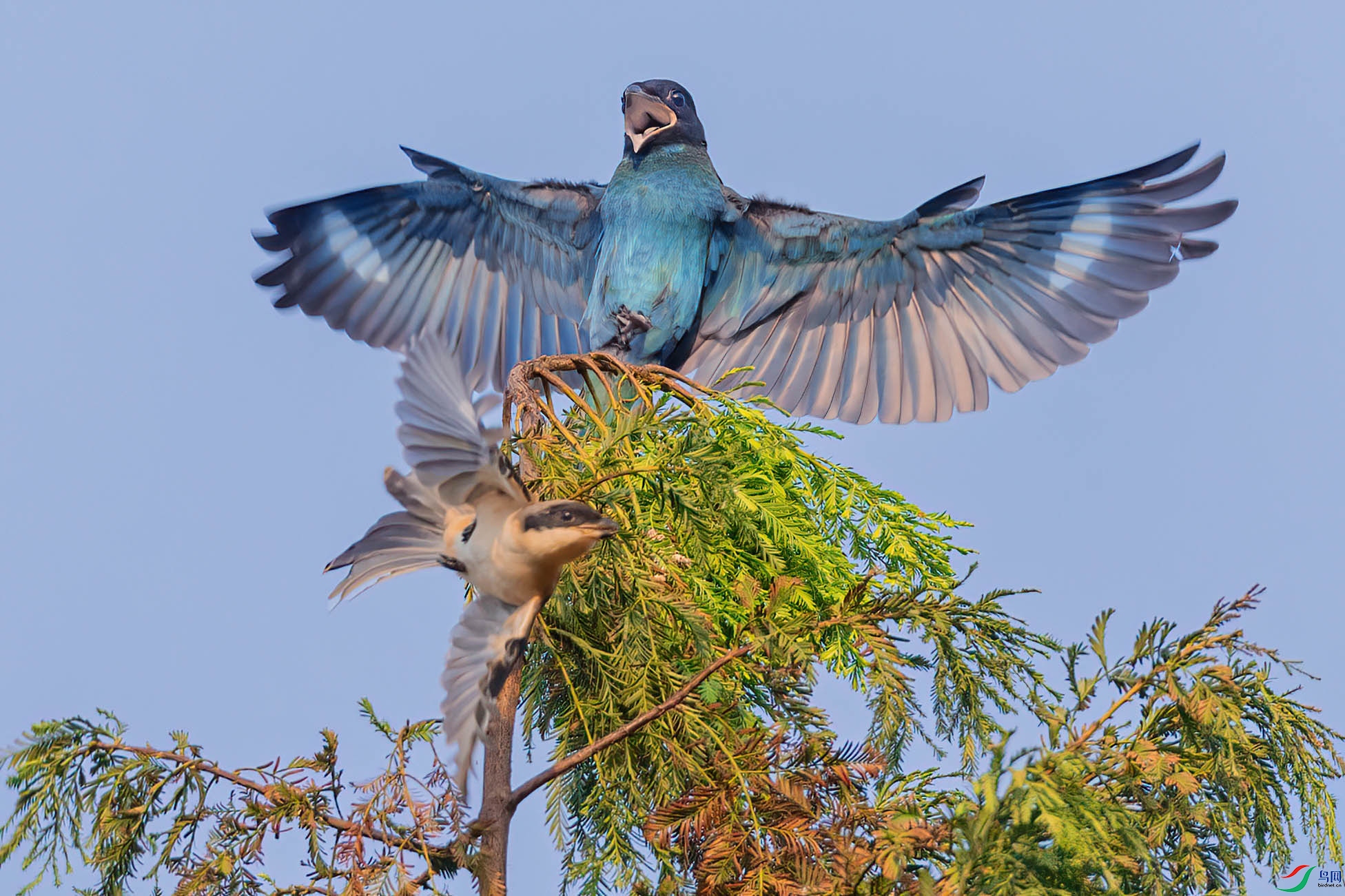 0N0A7272-��ͨ exif-2-DeNoiseAI-clear -0.jpg