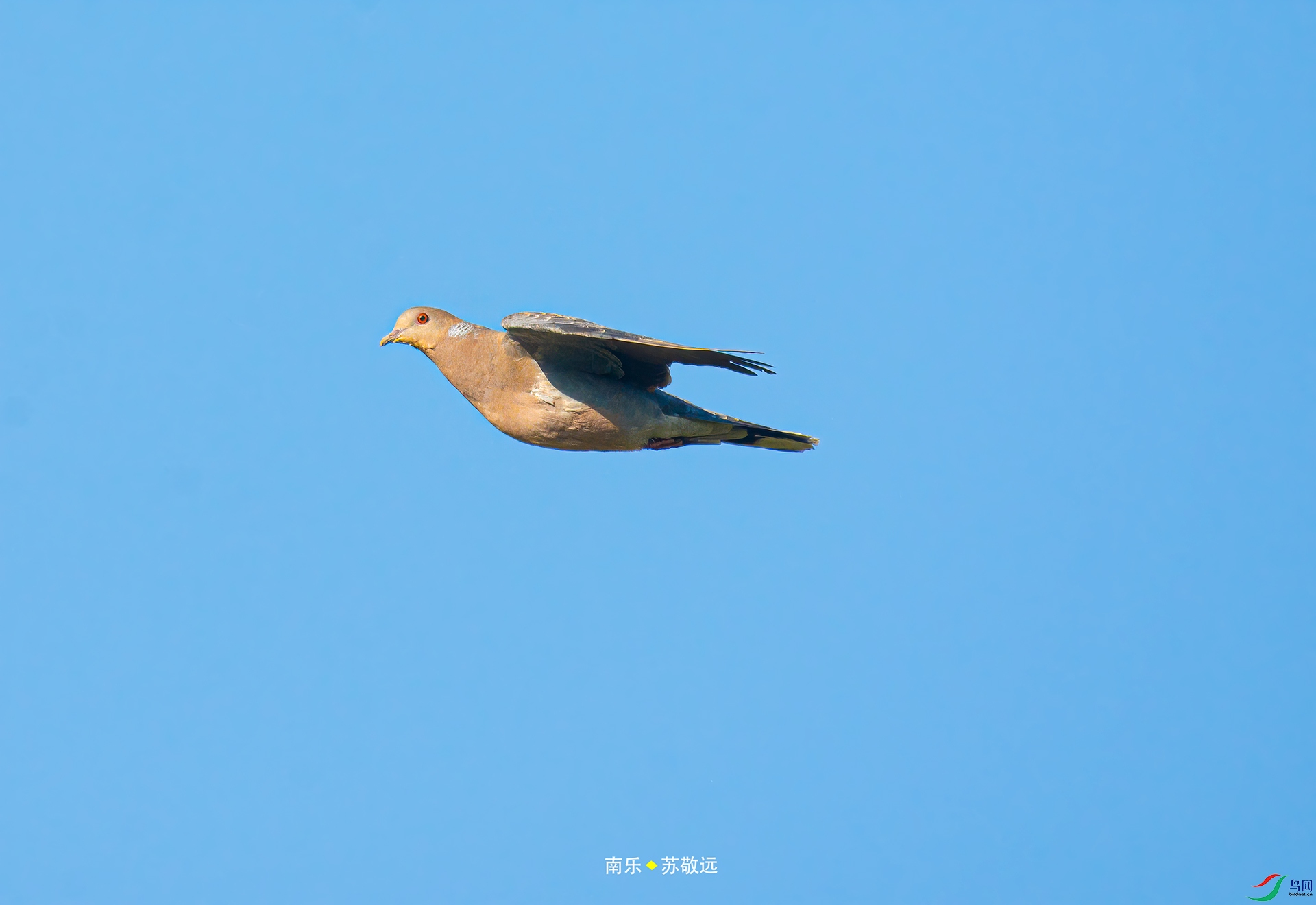 _DSC2589С.jpg