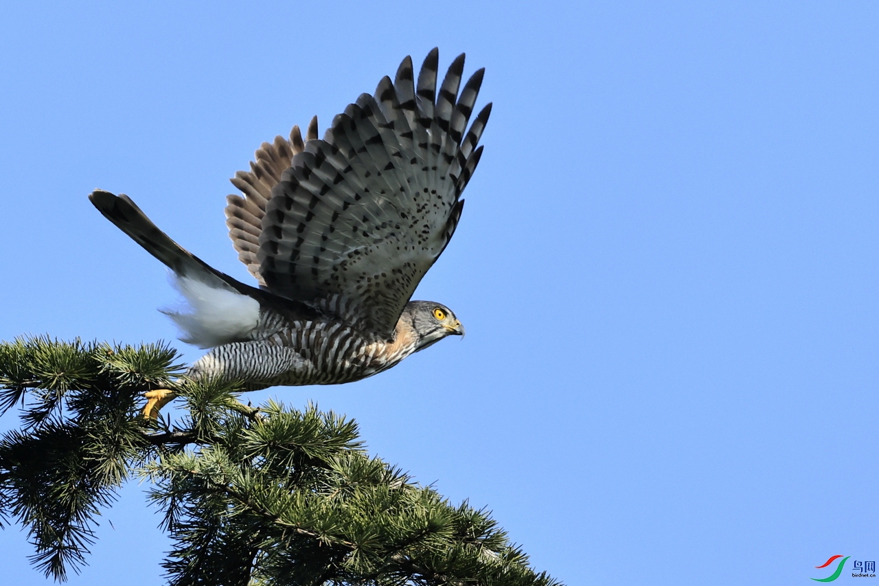 ��ͷӥ  555    _98A1929.JPG