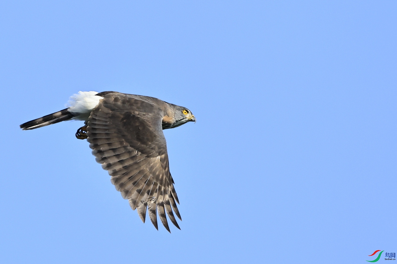 _��ͷӥ 555     98A1930.JPG