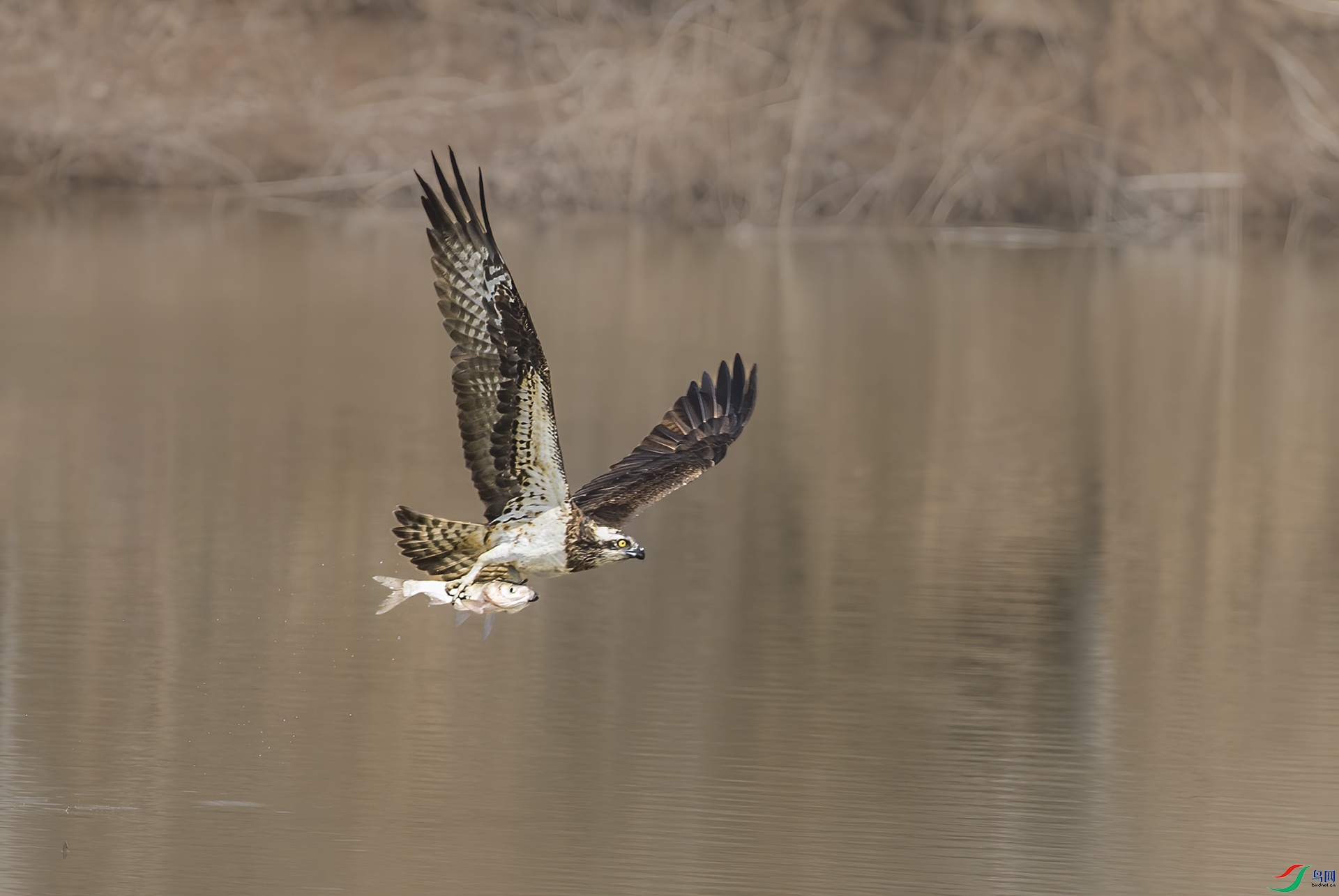 DSC_516922.jpg