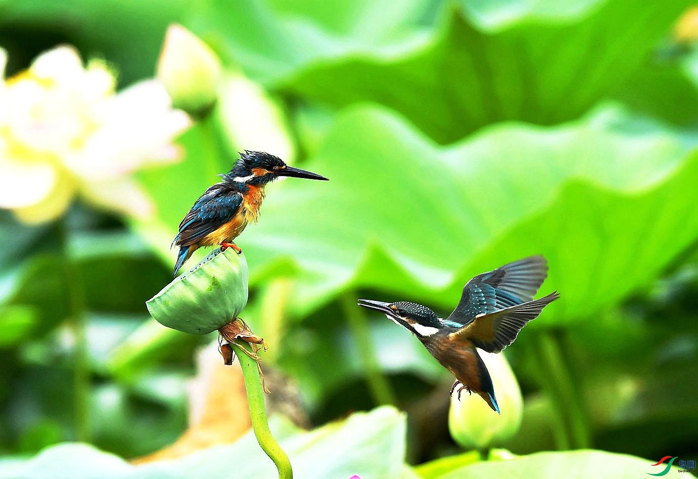 DSC_6276.JPG