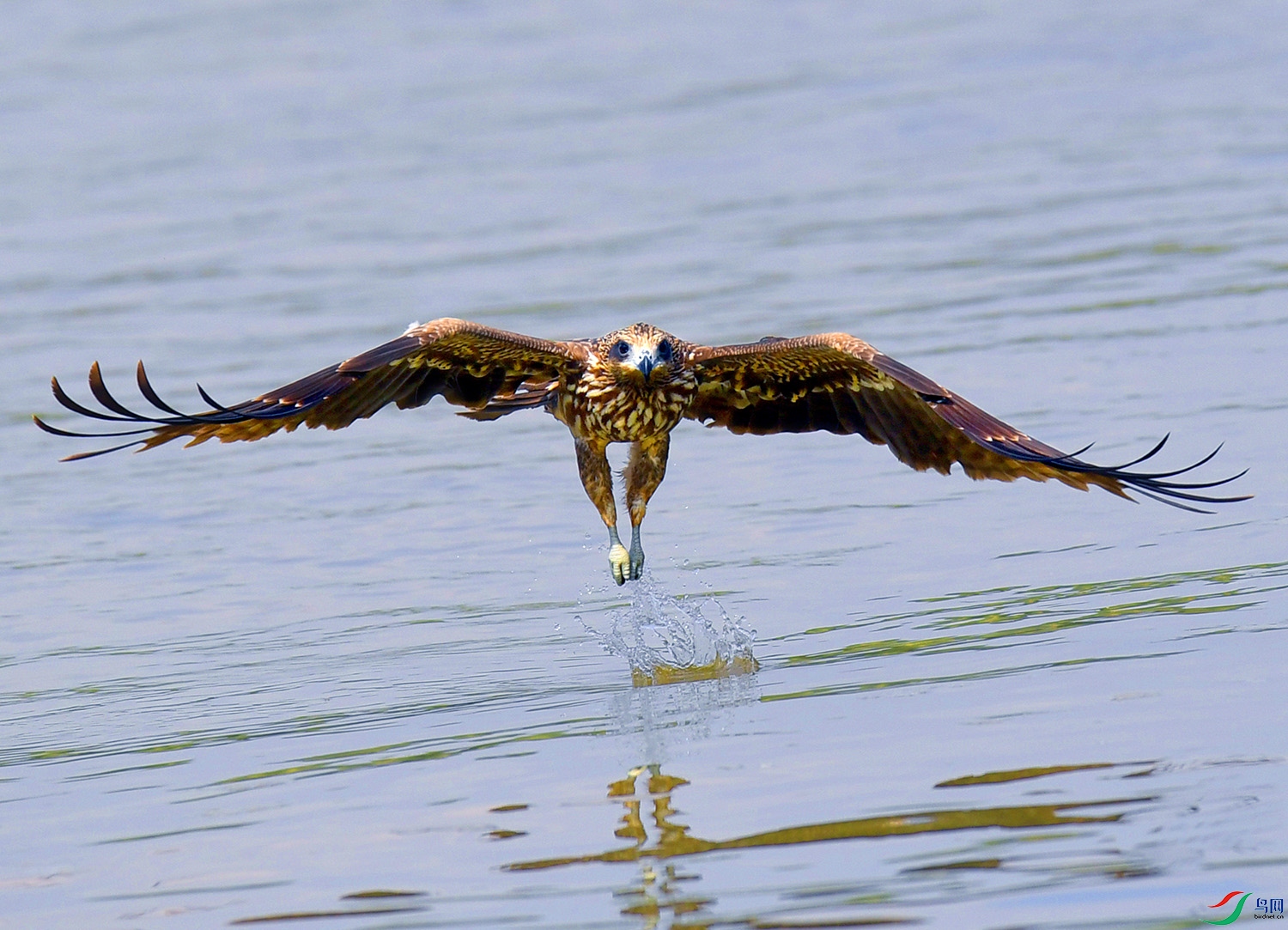 DSC_9102 - ���� - ����.JPG