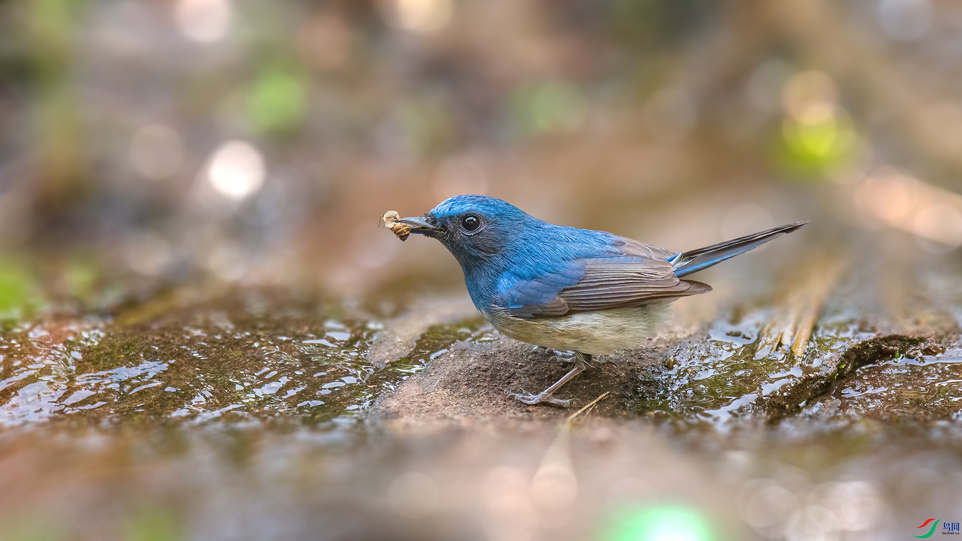 DSC_3788A.jpg