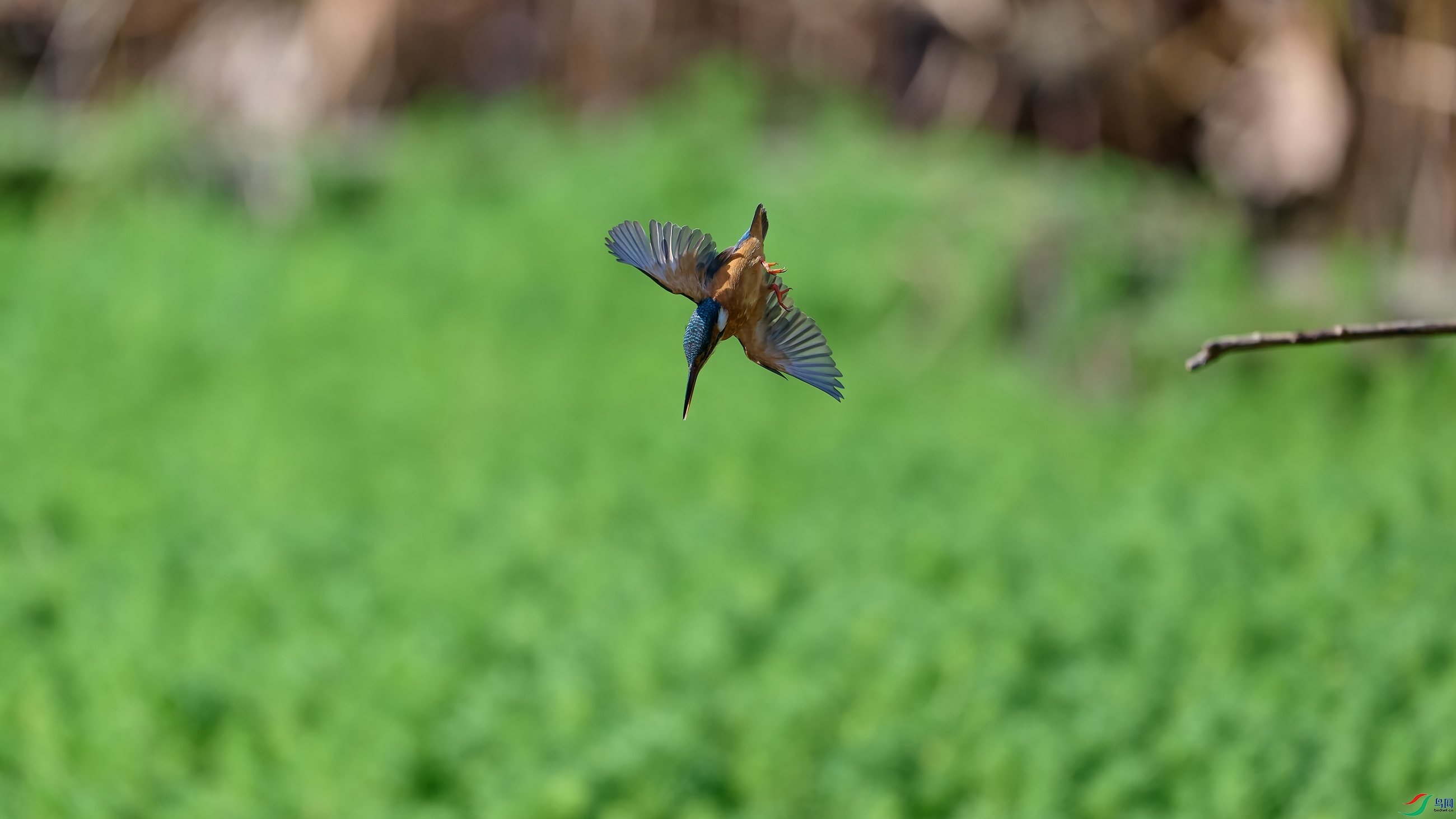 DSC_2714-NEF.jpg