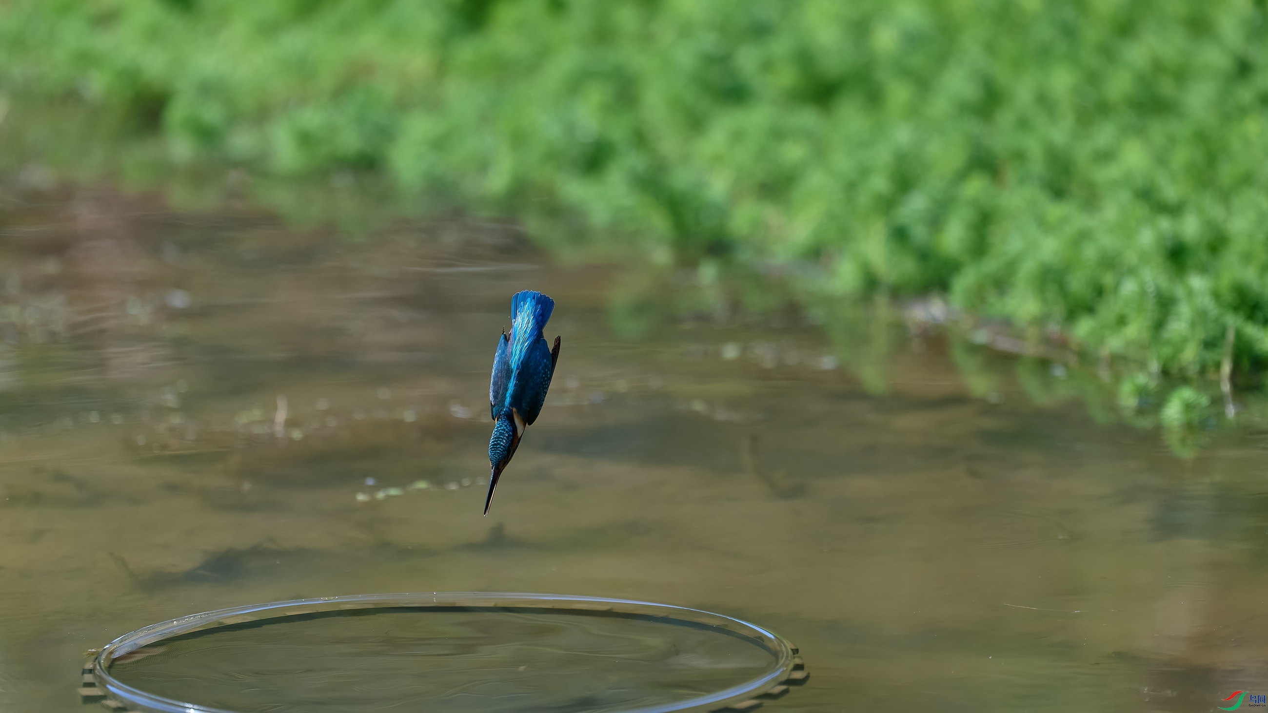 DSC_2876-NEF.jpg