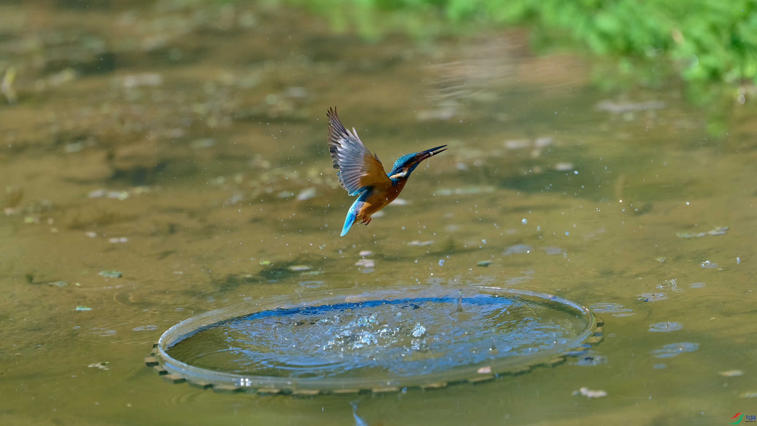 DSC_4730-NEF.jpg