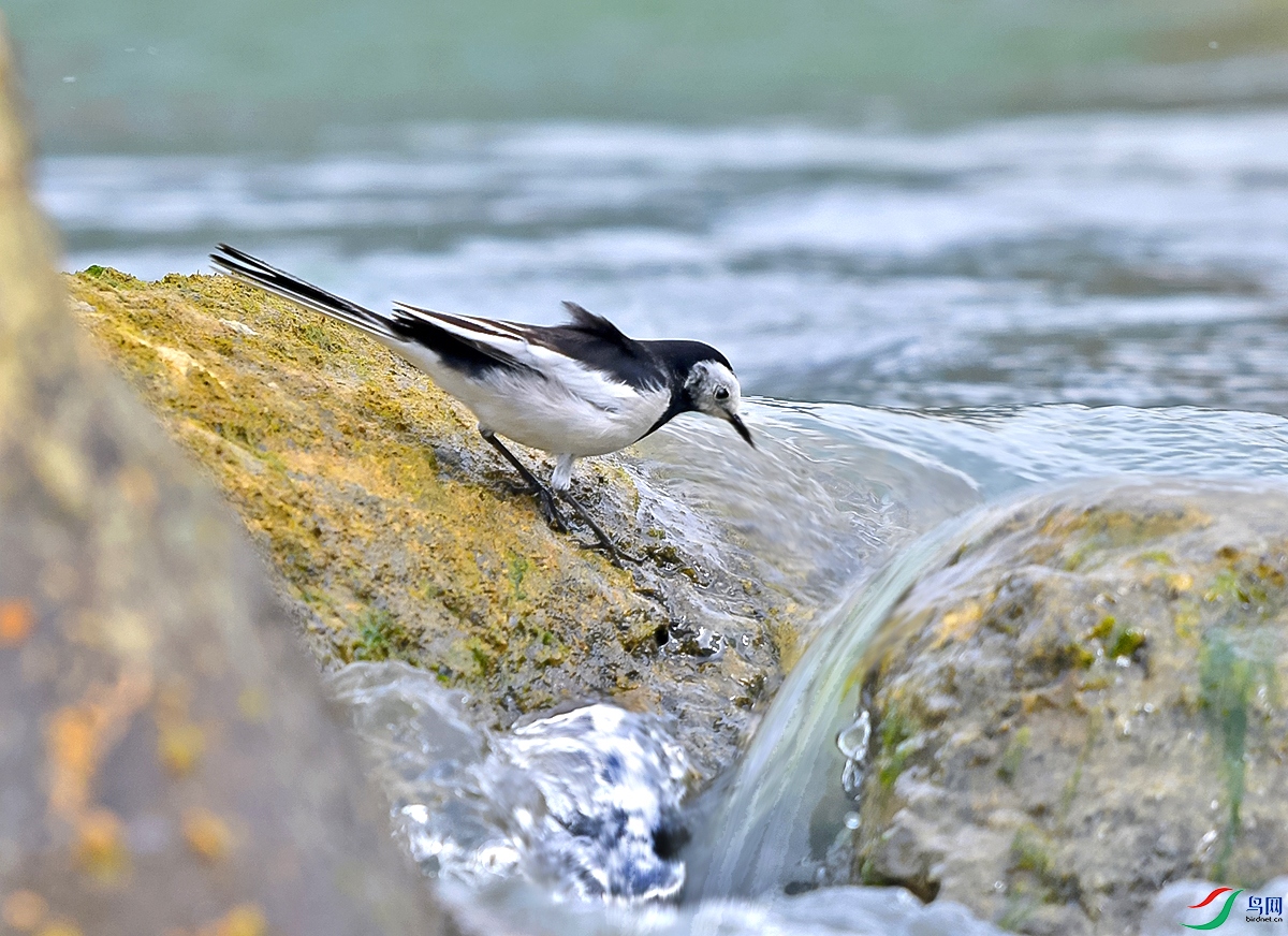 DSC_0774.JPG