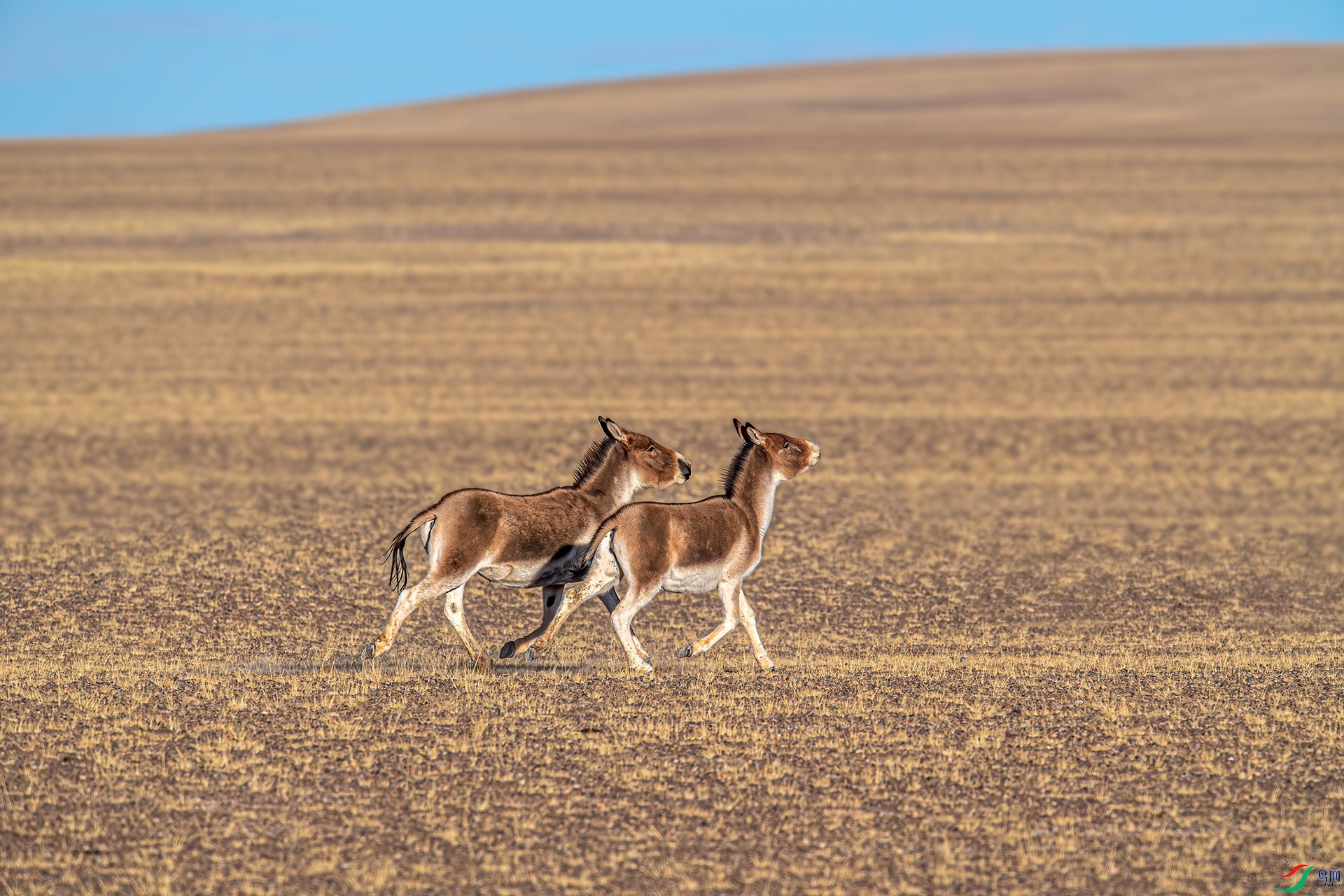 DSC_8444-a500k.jpg
