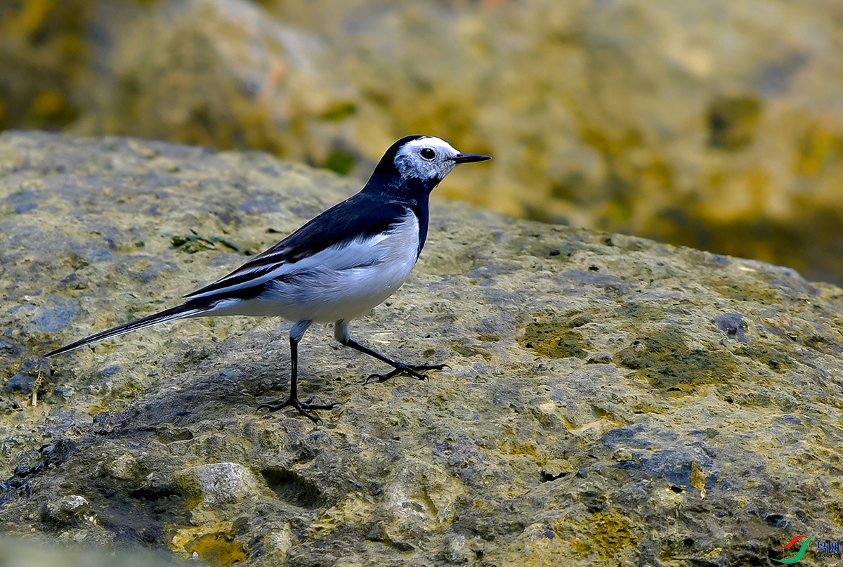 DSC_0765.JPG