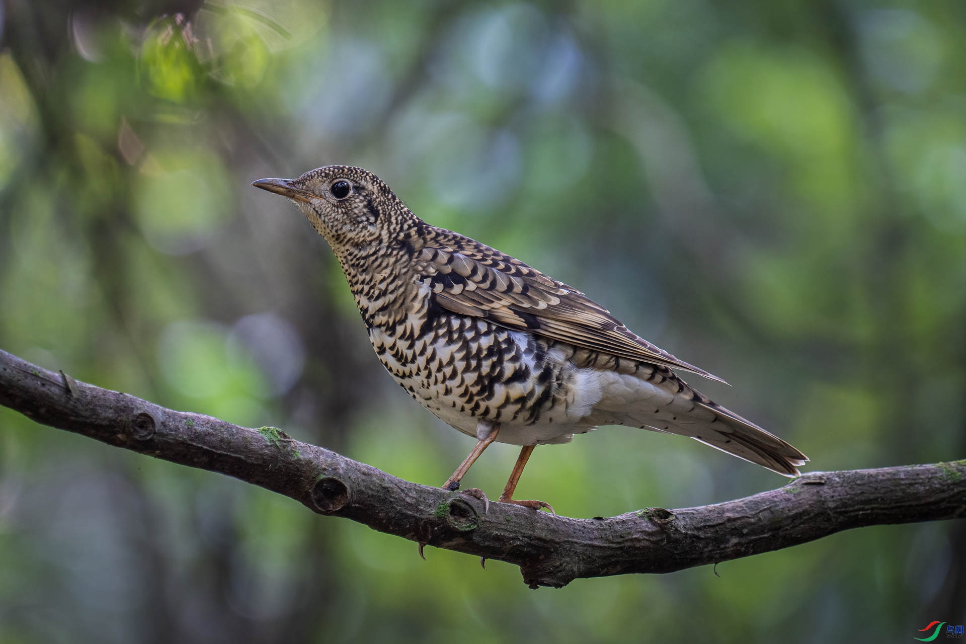 _DSC1698-Edit.jpg