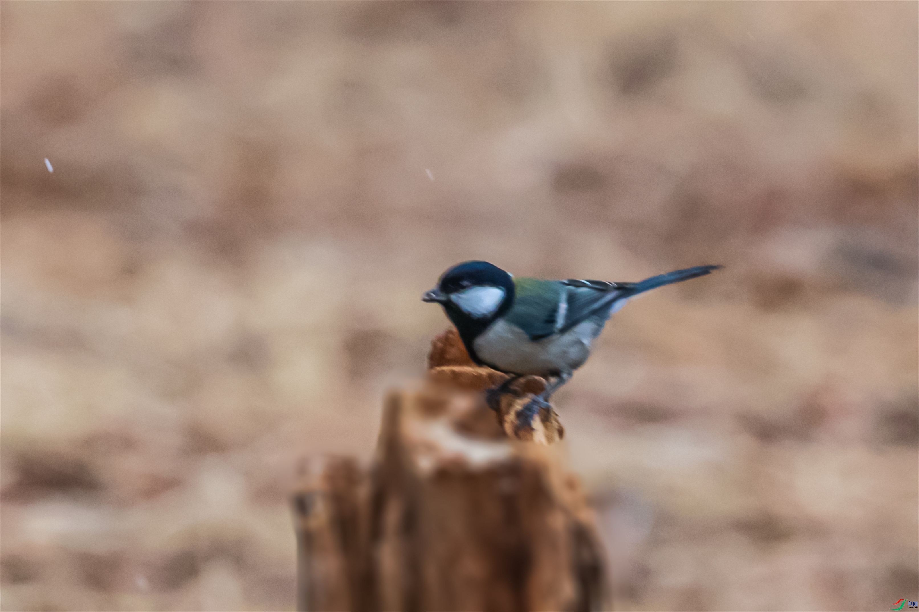 1K3A1963 ����1.jpg