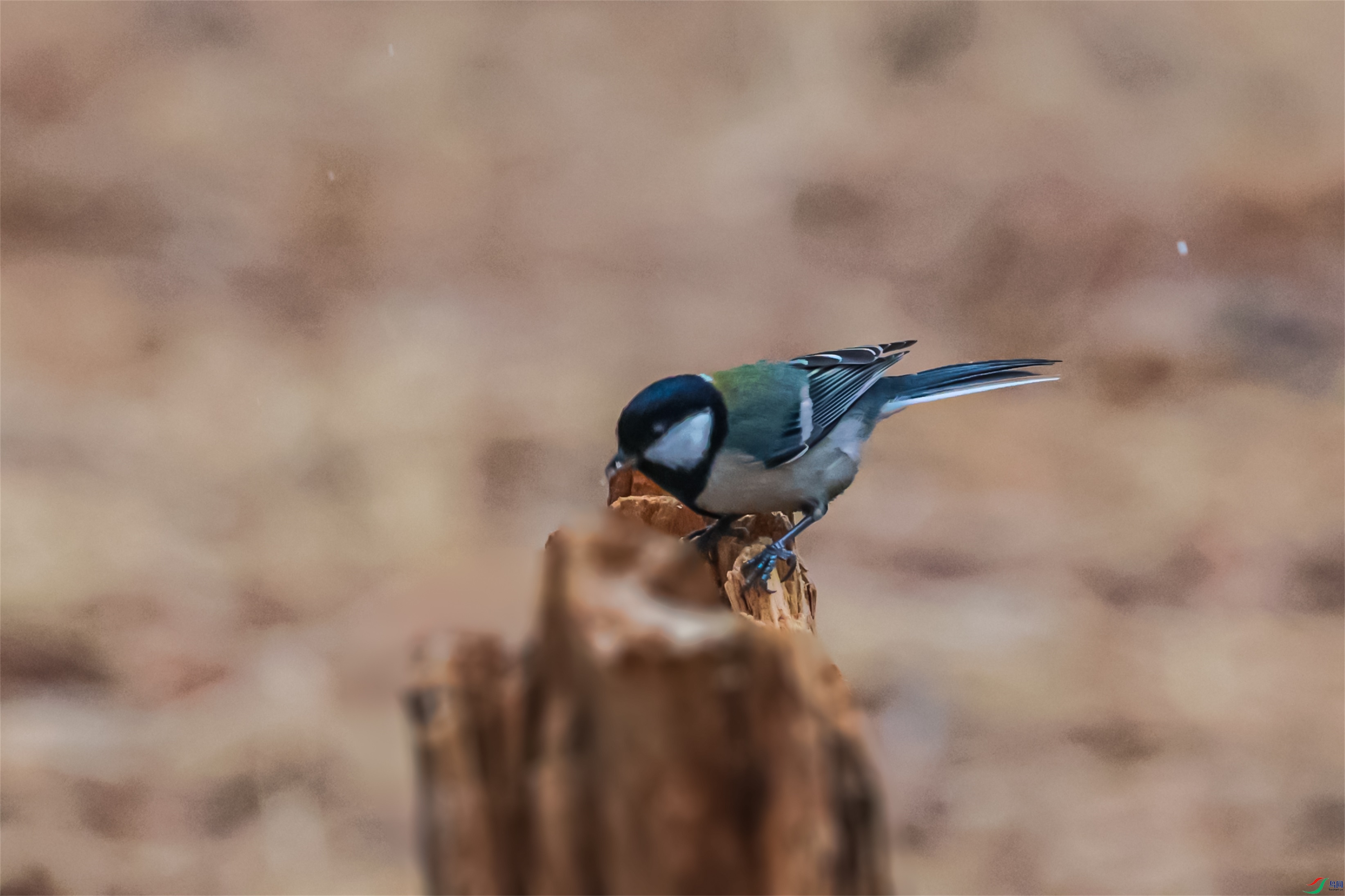 1K3A1962 ����1.jpg