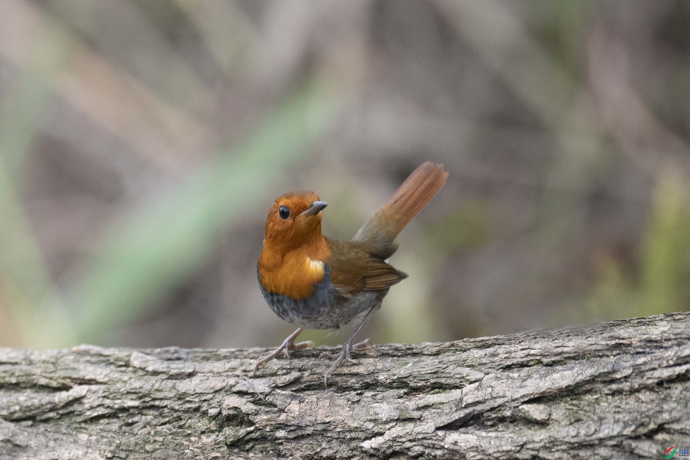 DSC_p7080.jpg