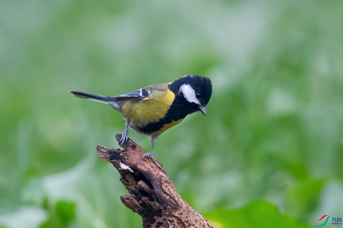 DSC_7450_DxOa.jpg