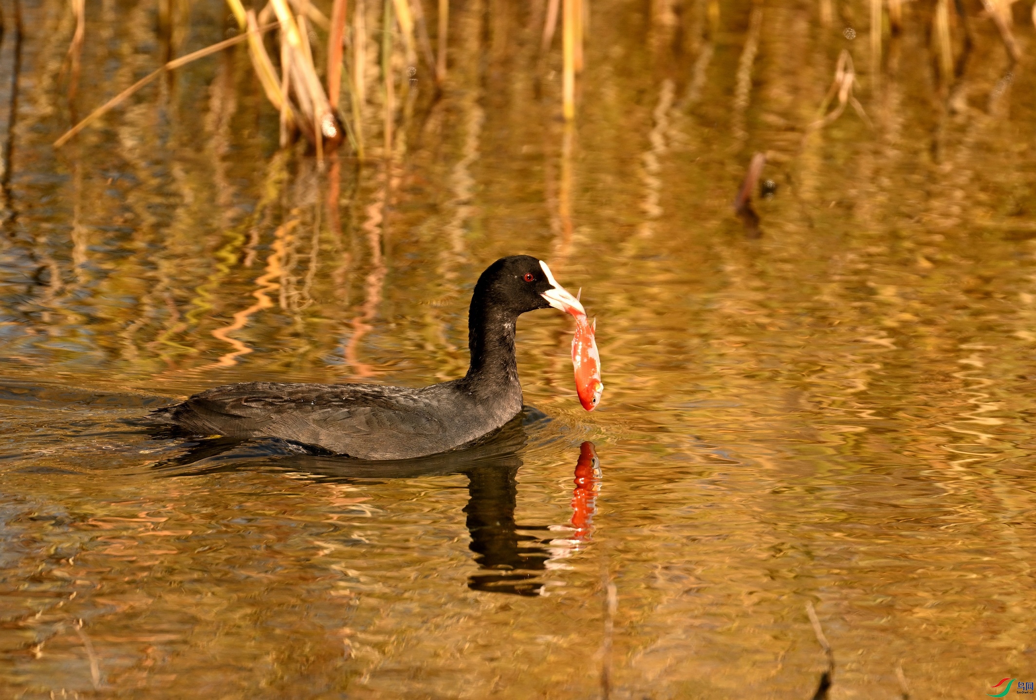 DSC_0897.JPG