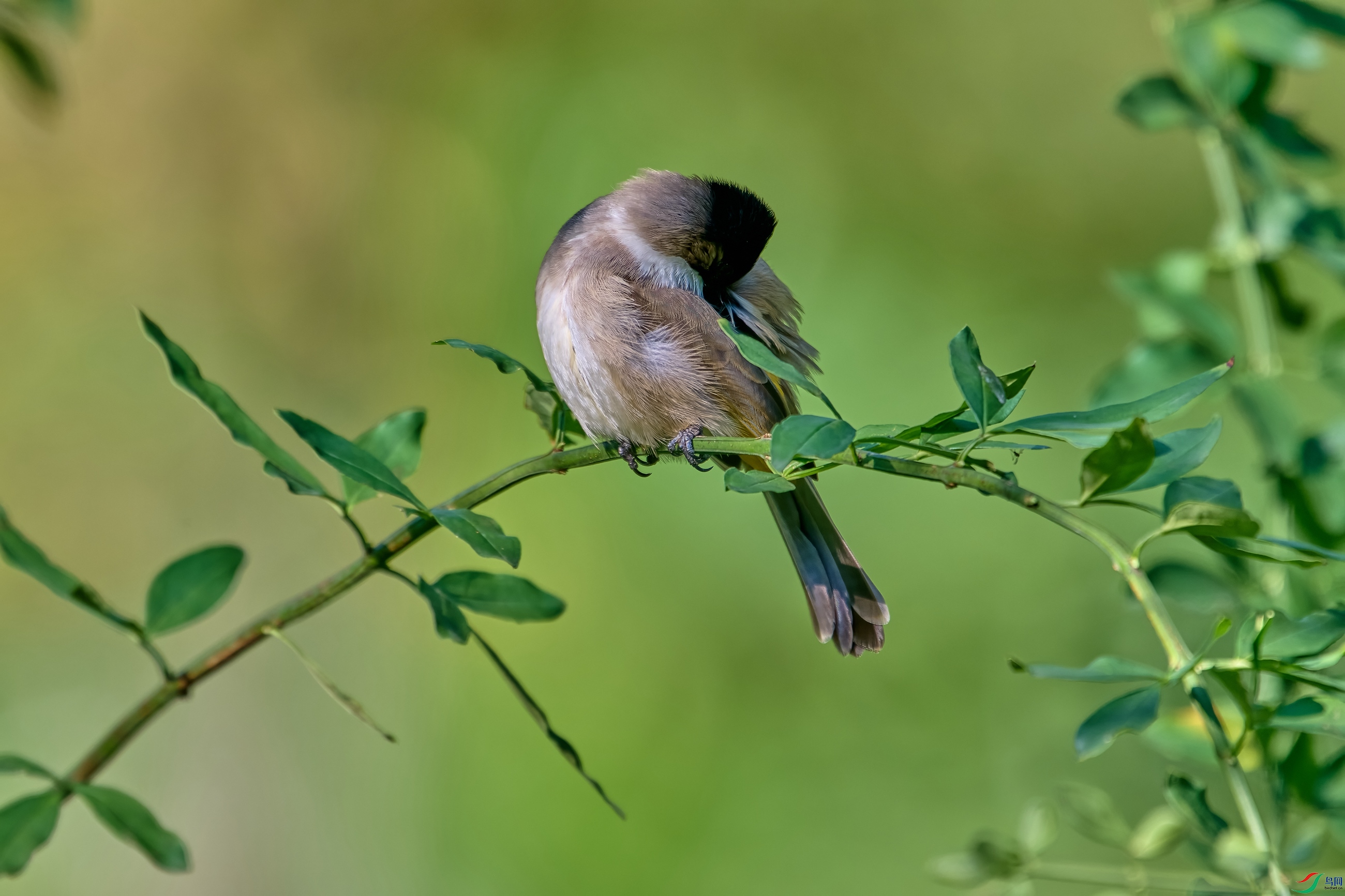 DSC_3203-NEF.jpg