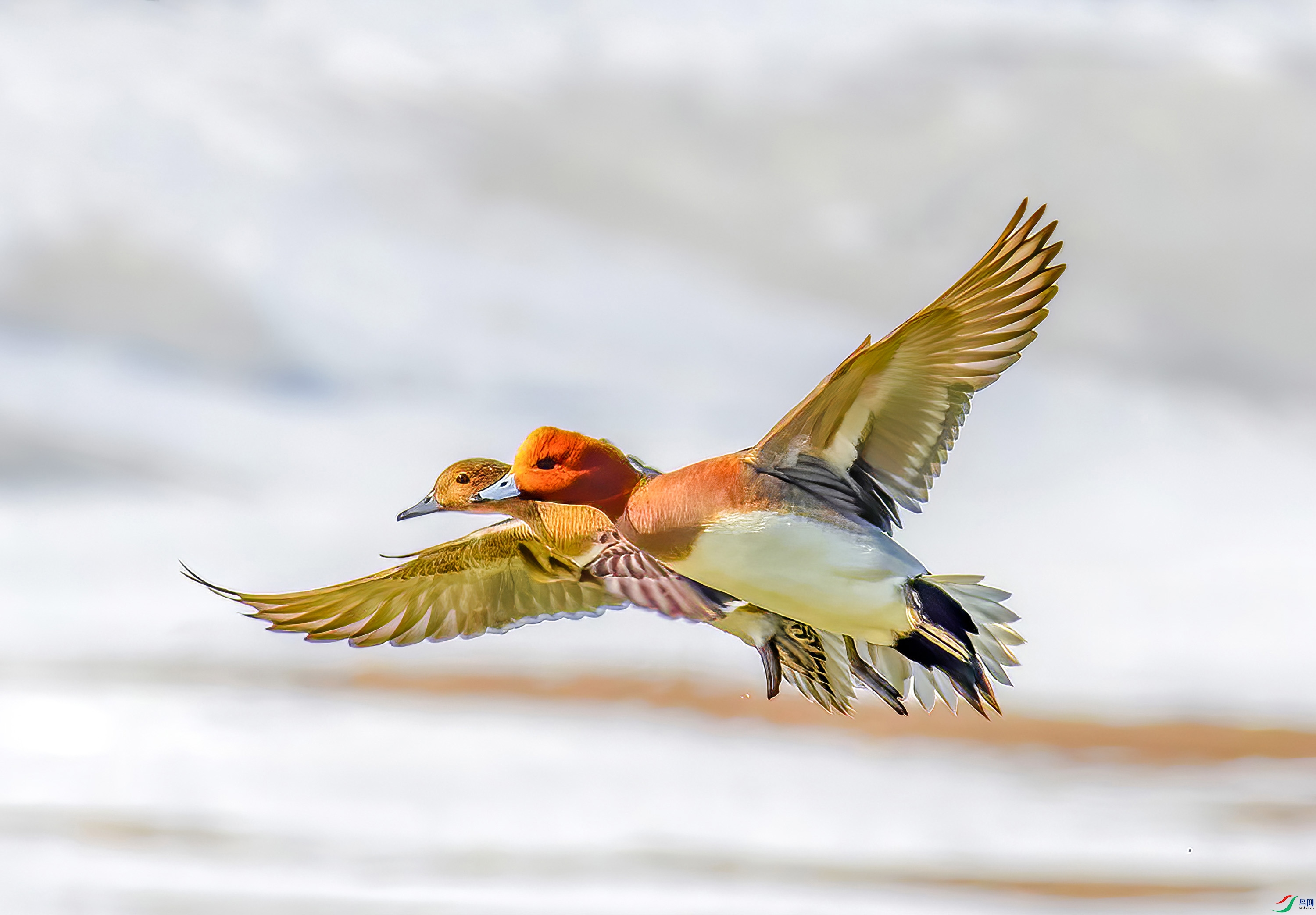 _8505121-----ok     ok.jpg