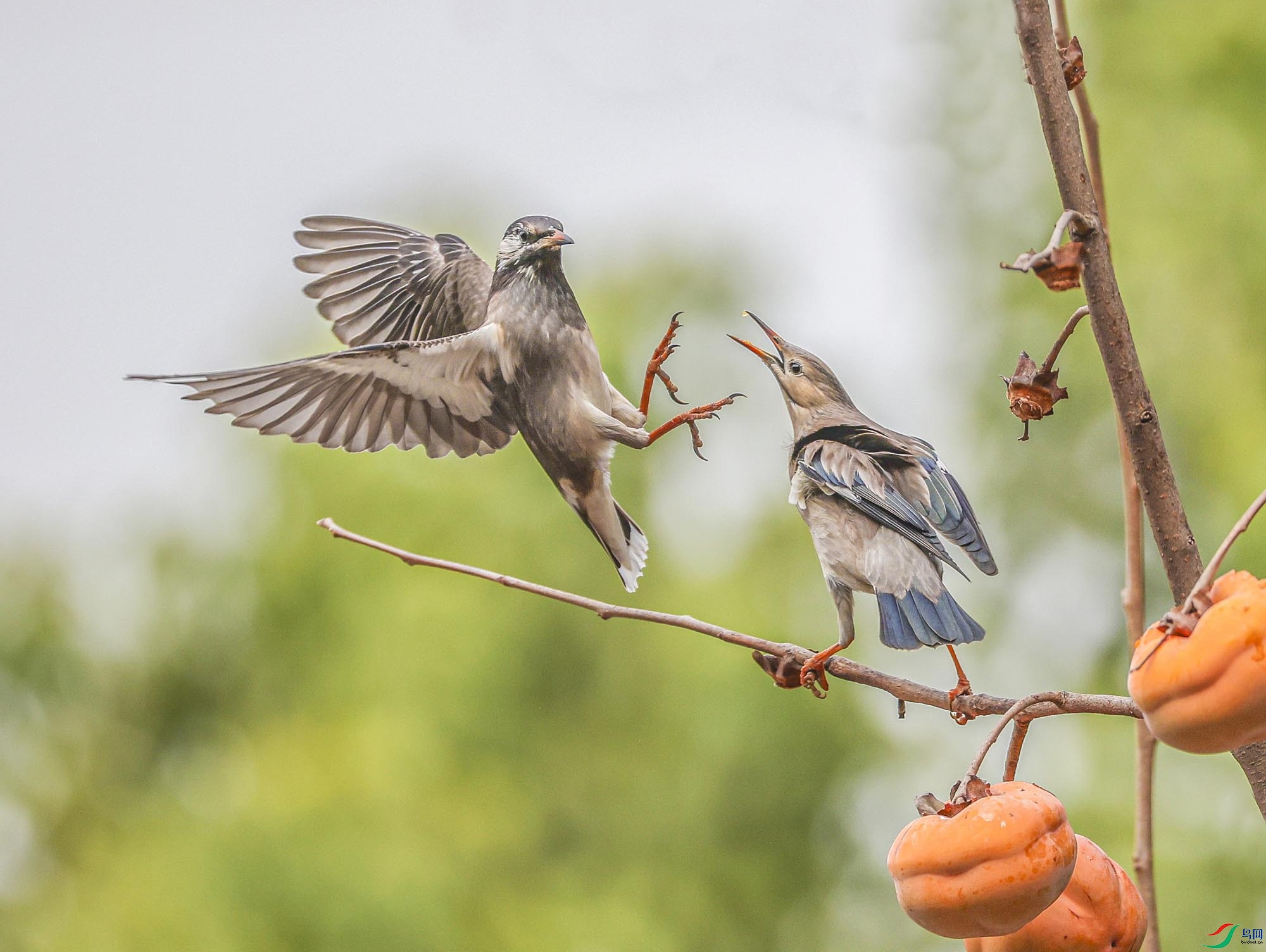 7M0A2143-1AAAAA-�ػ�һĶ���ֵ� 111.jpg