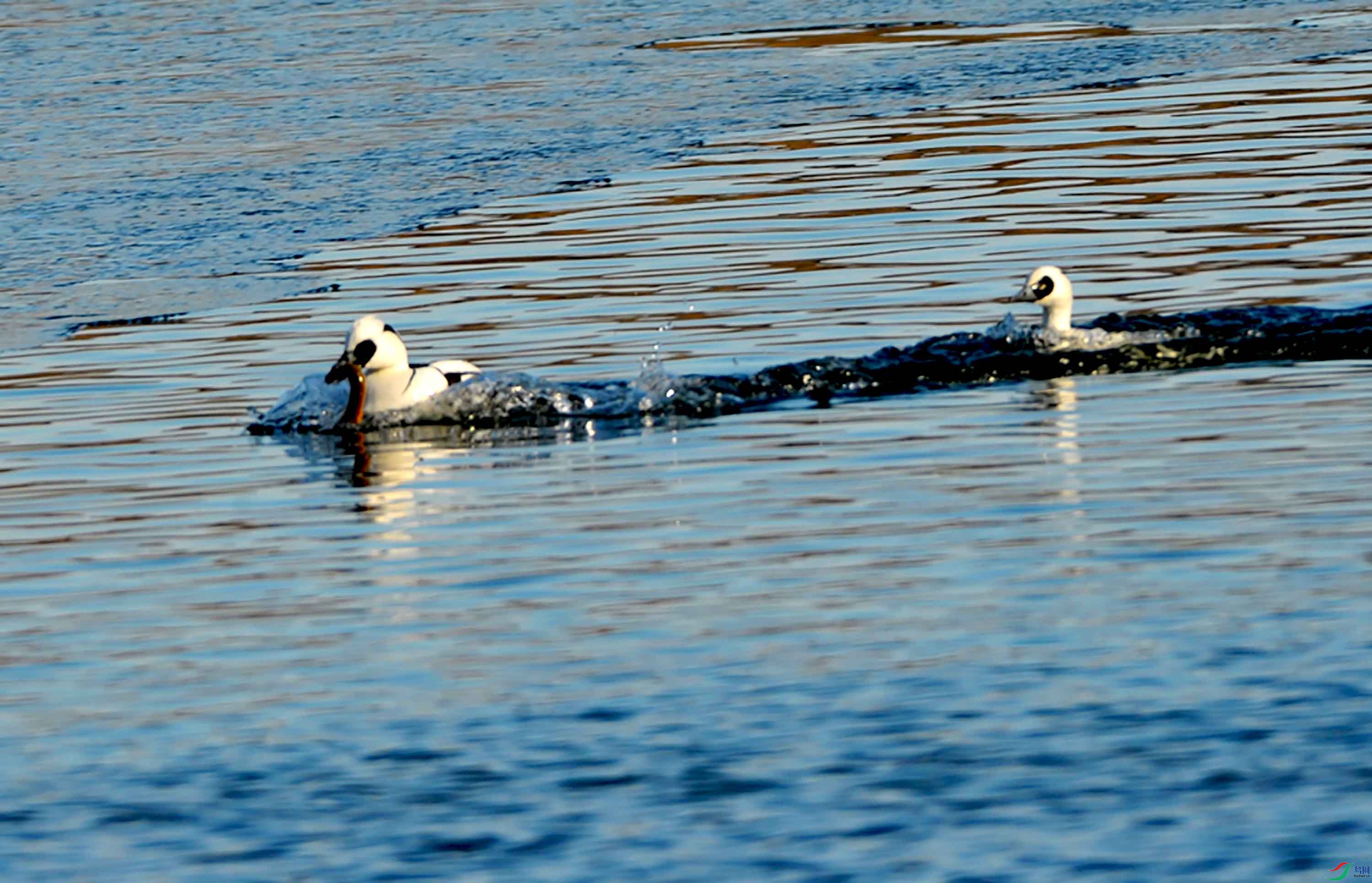 DSC_4431.JPG