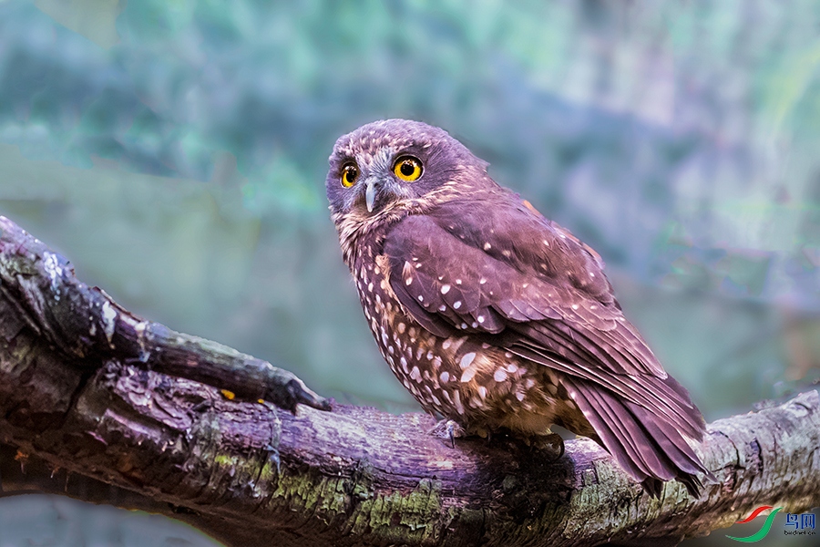 ��ӥ�^----ӥ����ľ