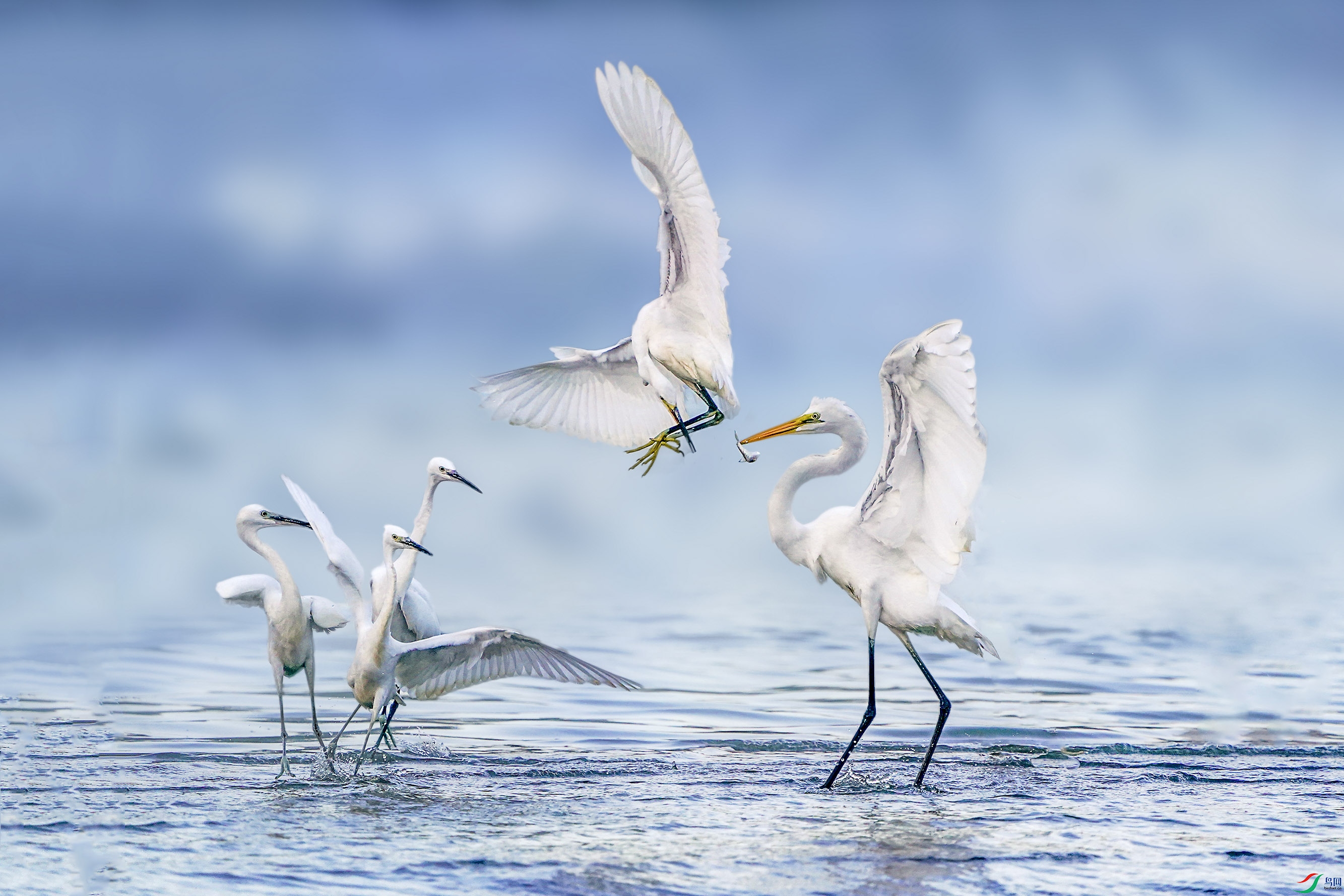 _ZZX2482 ����.jpg