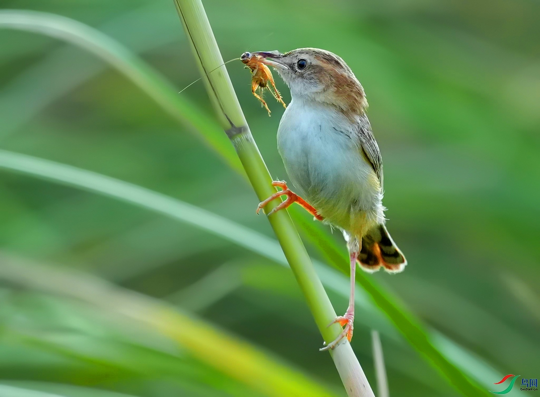 �����ǵ�����