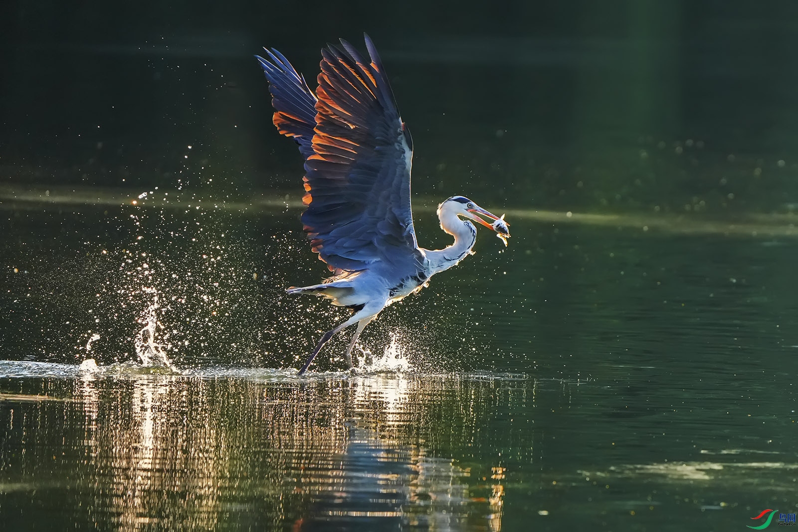 DSC00040 ����.jpg