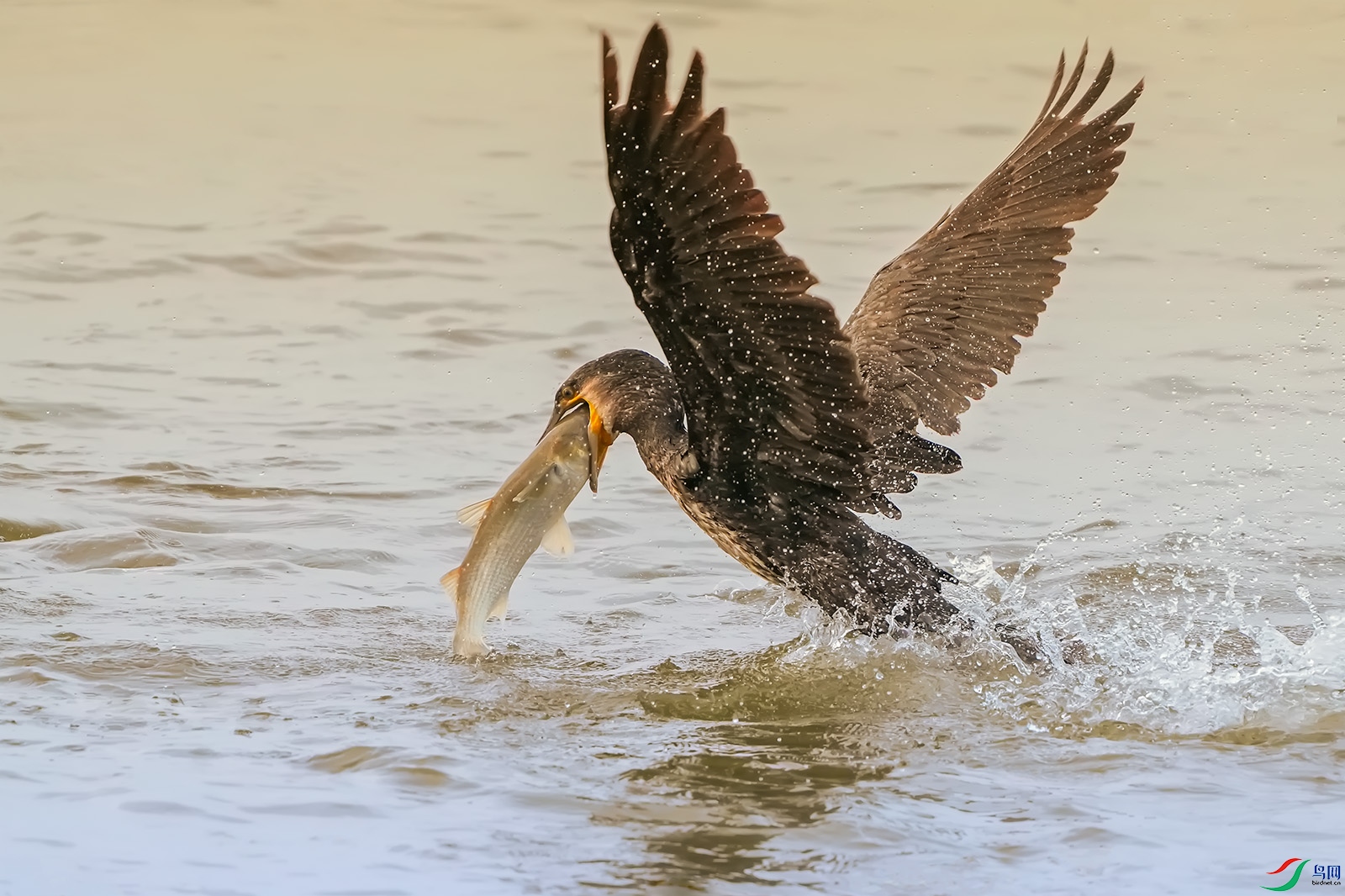 DSC00403 ����.jpg