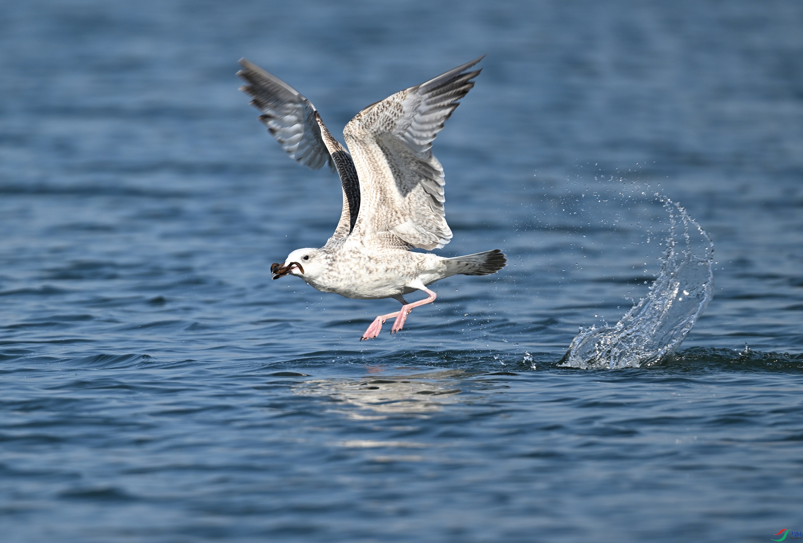 DSC_2504.JPG