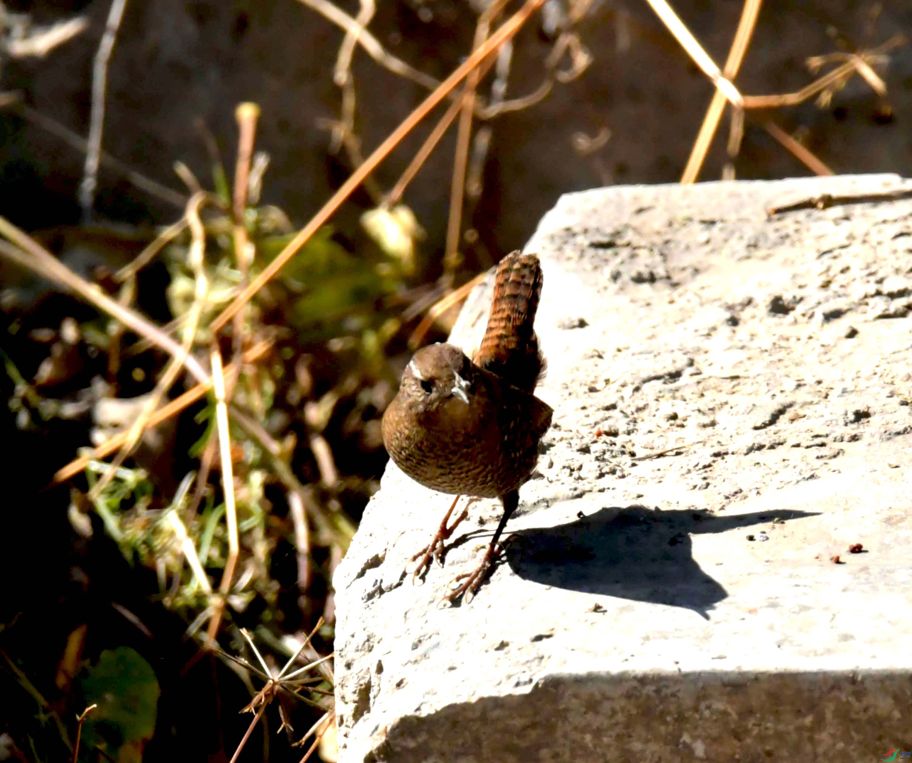 DSC_9626.JPG