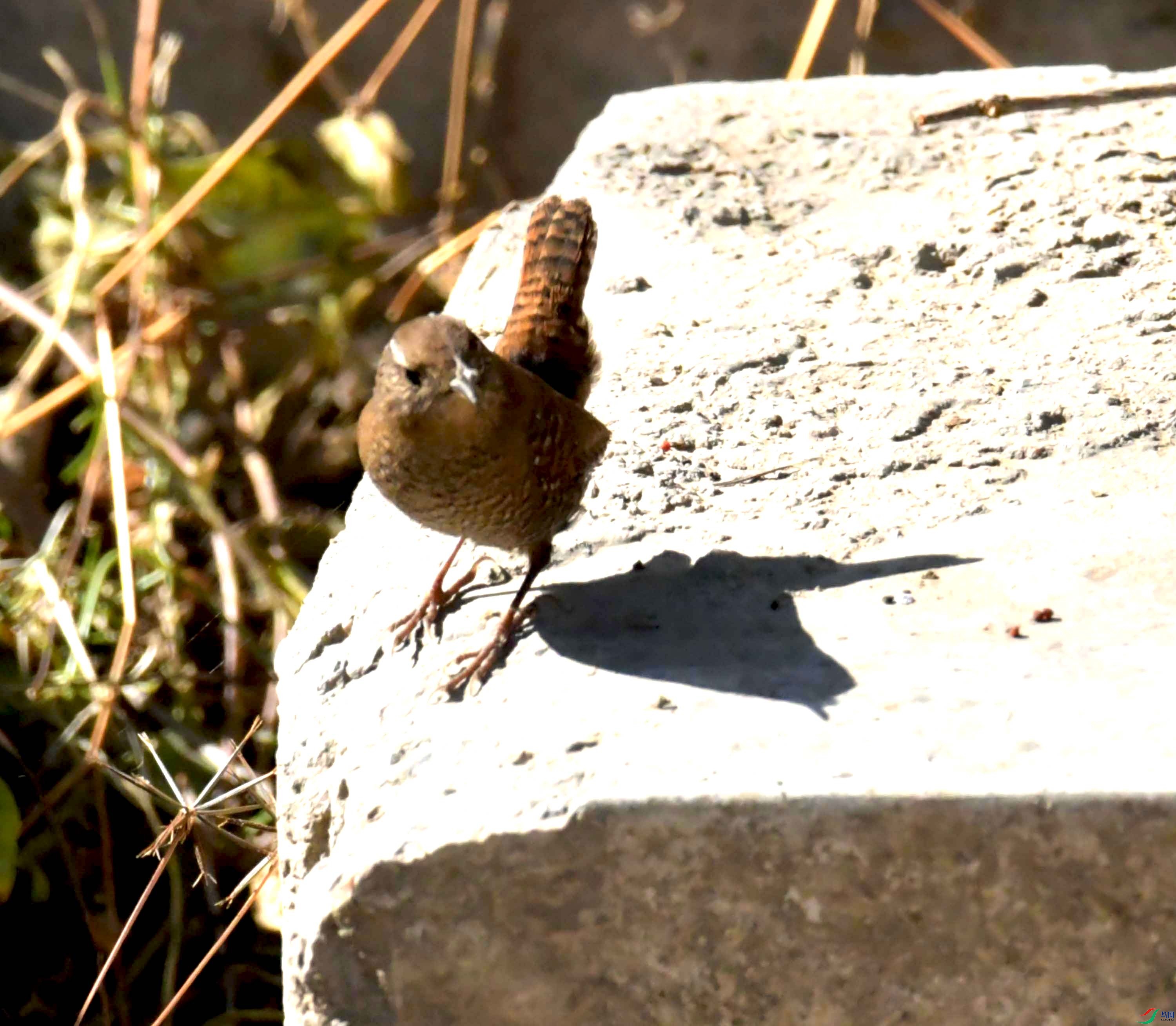 DSC_9624.JPG