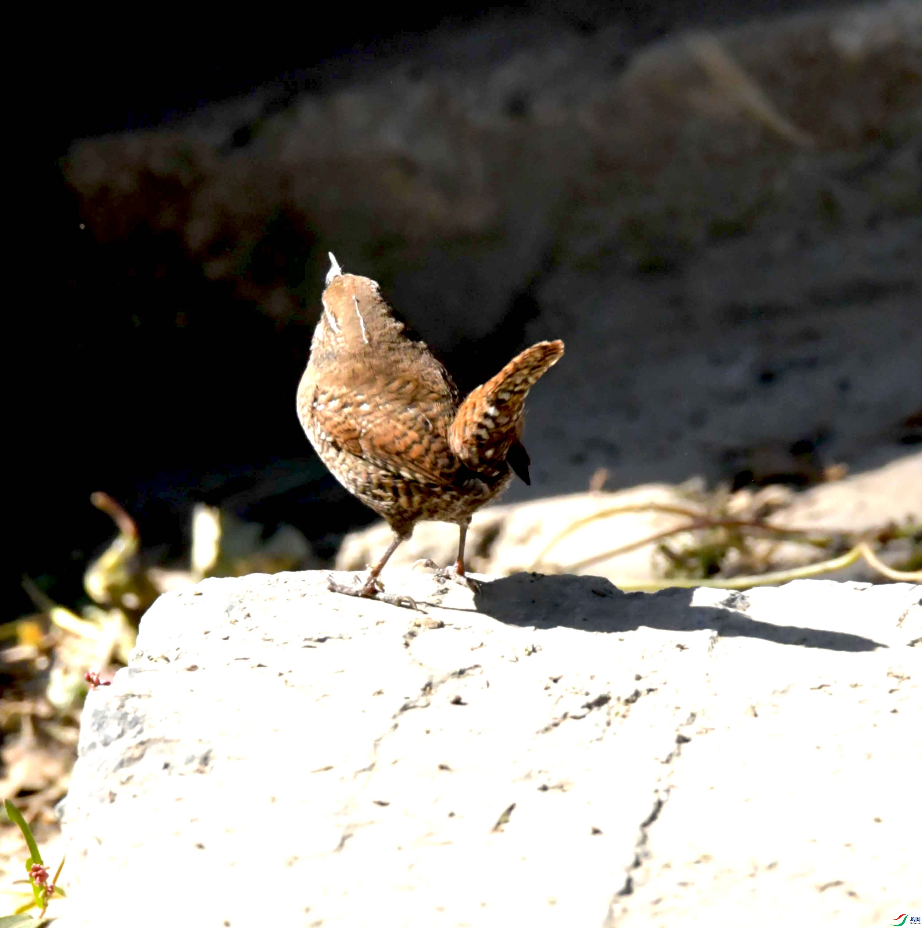 DSC_9631.JPG