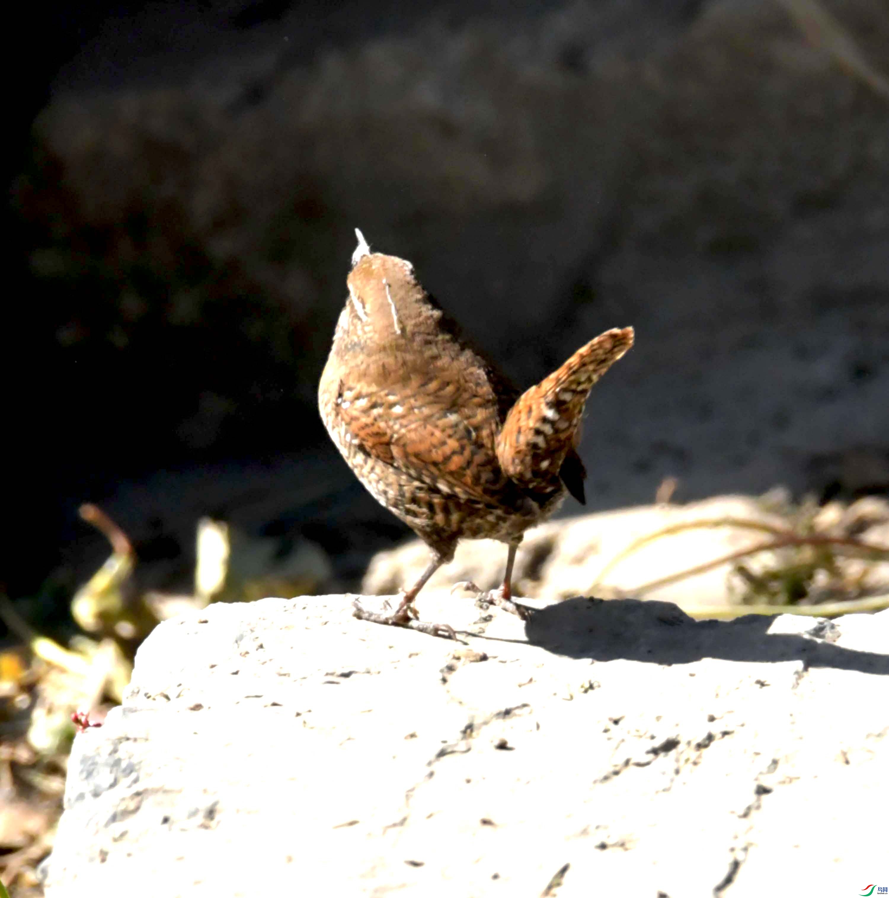 DSC_9629.JPG