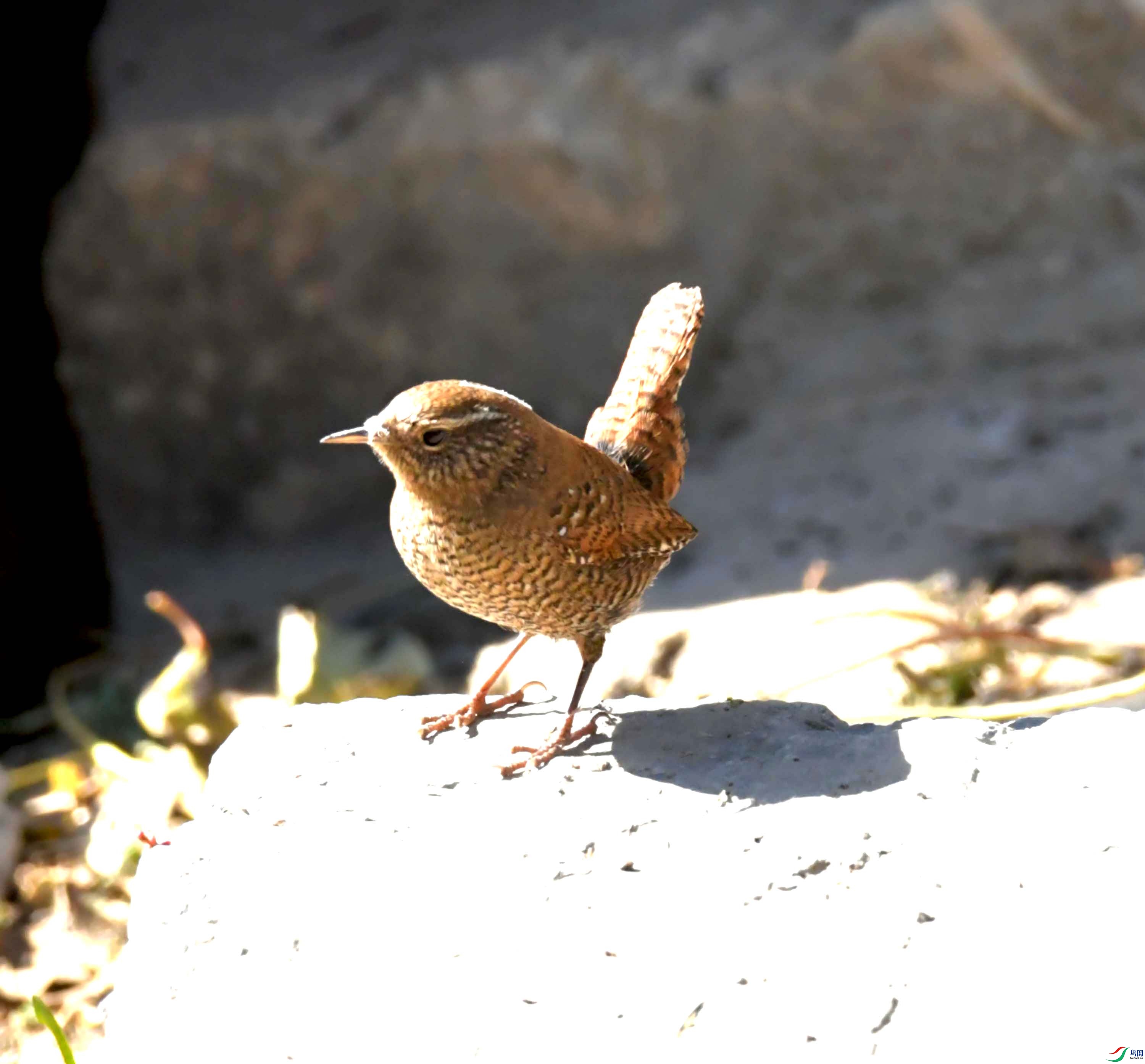 DSC_9634.JPG