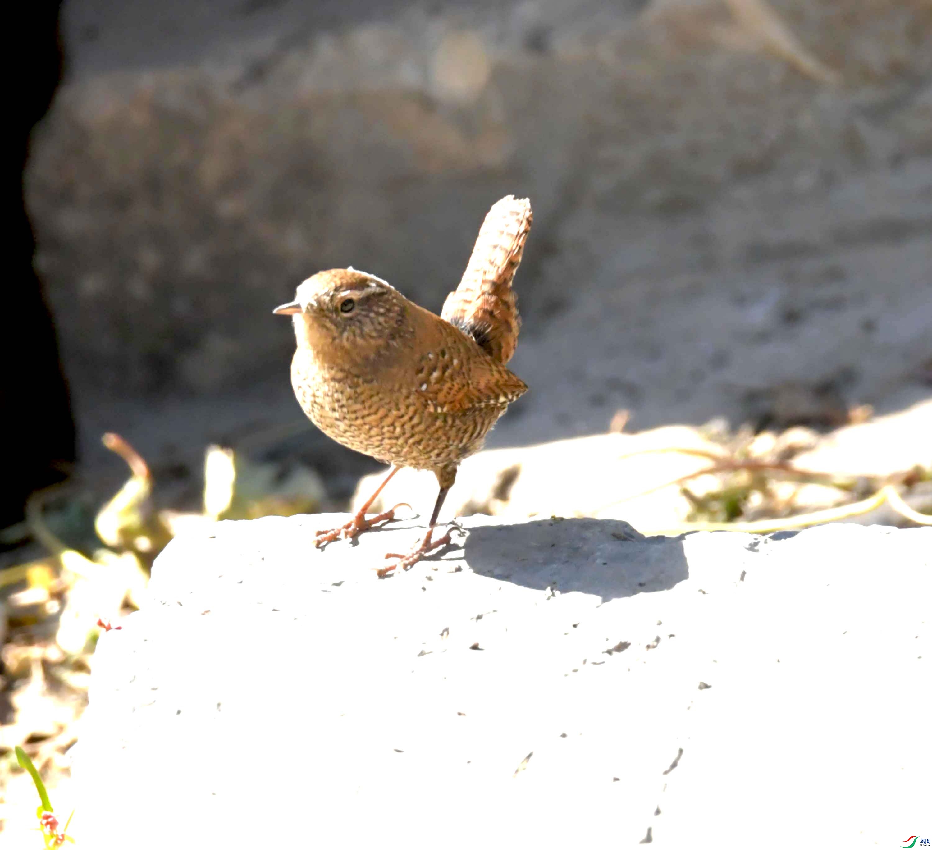 DSC_9633.JPG