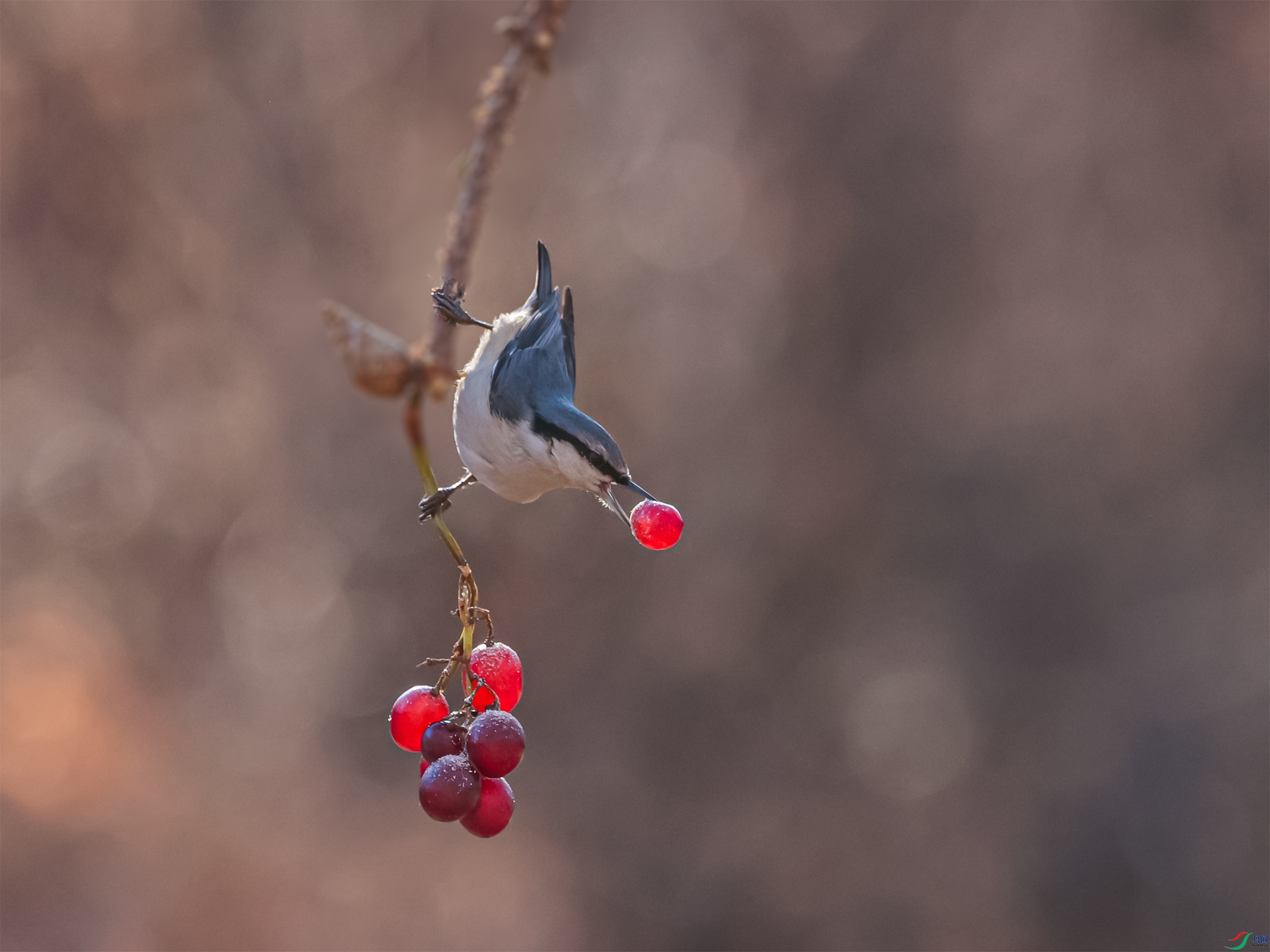 1K3A5938 ����1.jpg