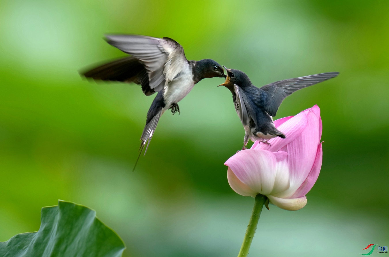 ��������ͼ