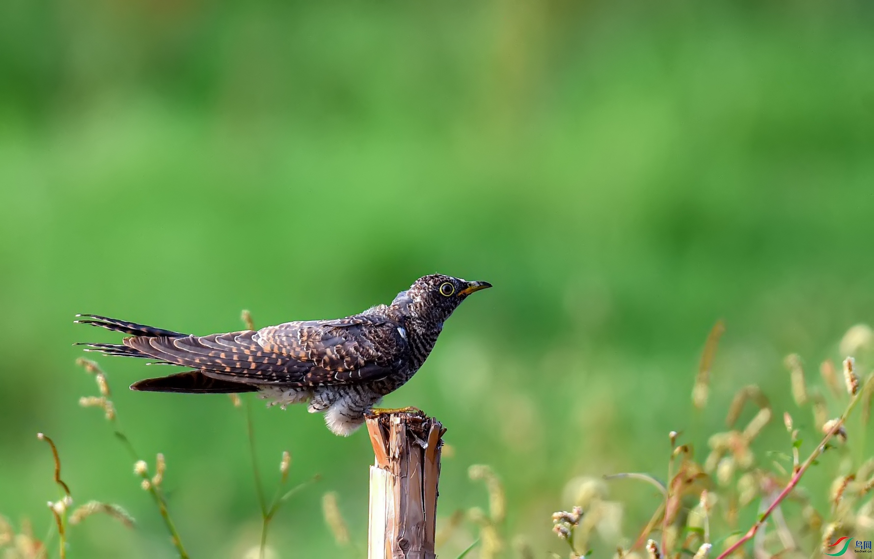 �ɽ�    ��ž�