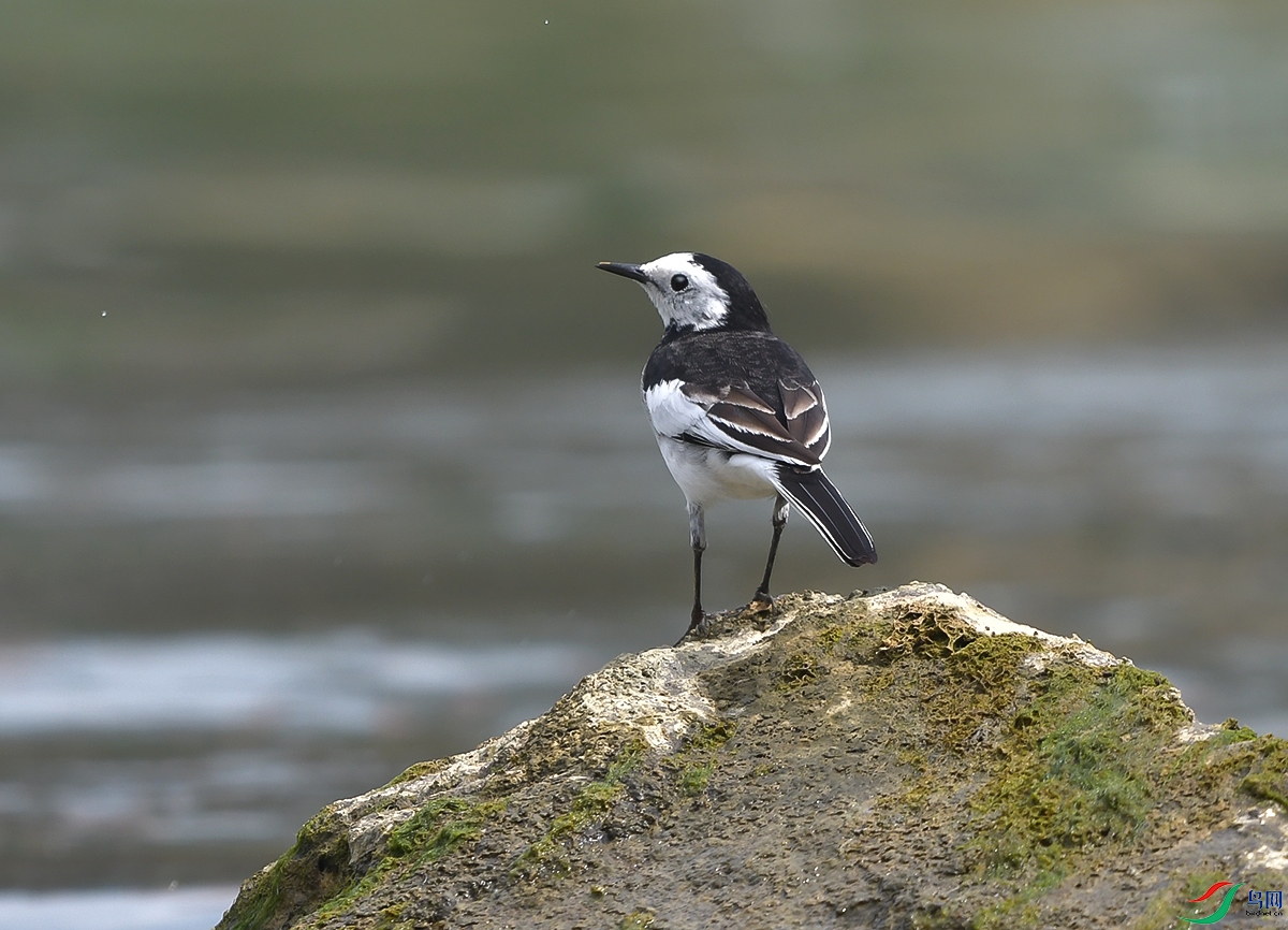 DSC_0964.JPG