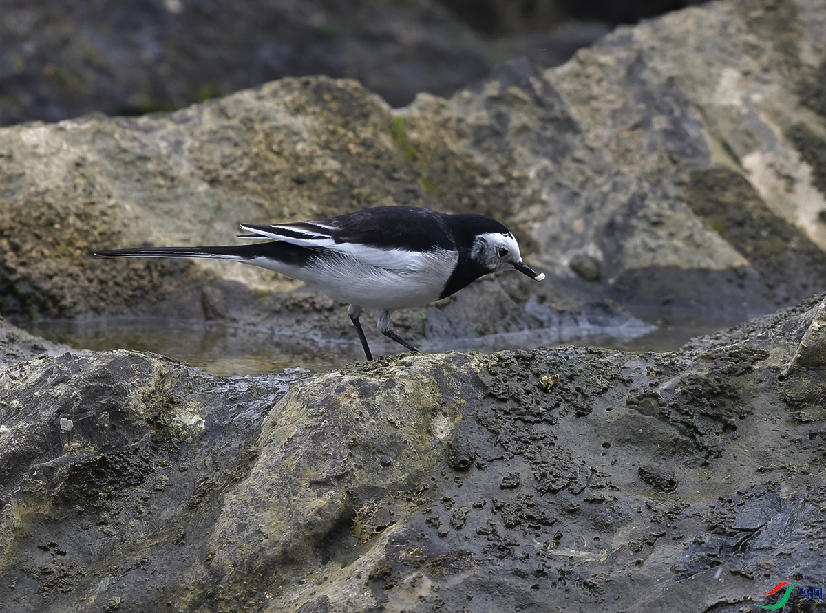 DSC_0816.JPG