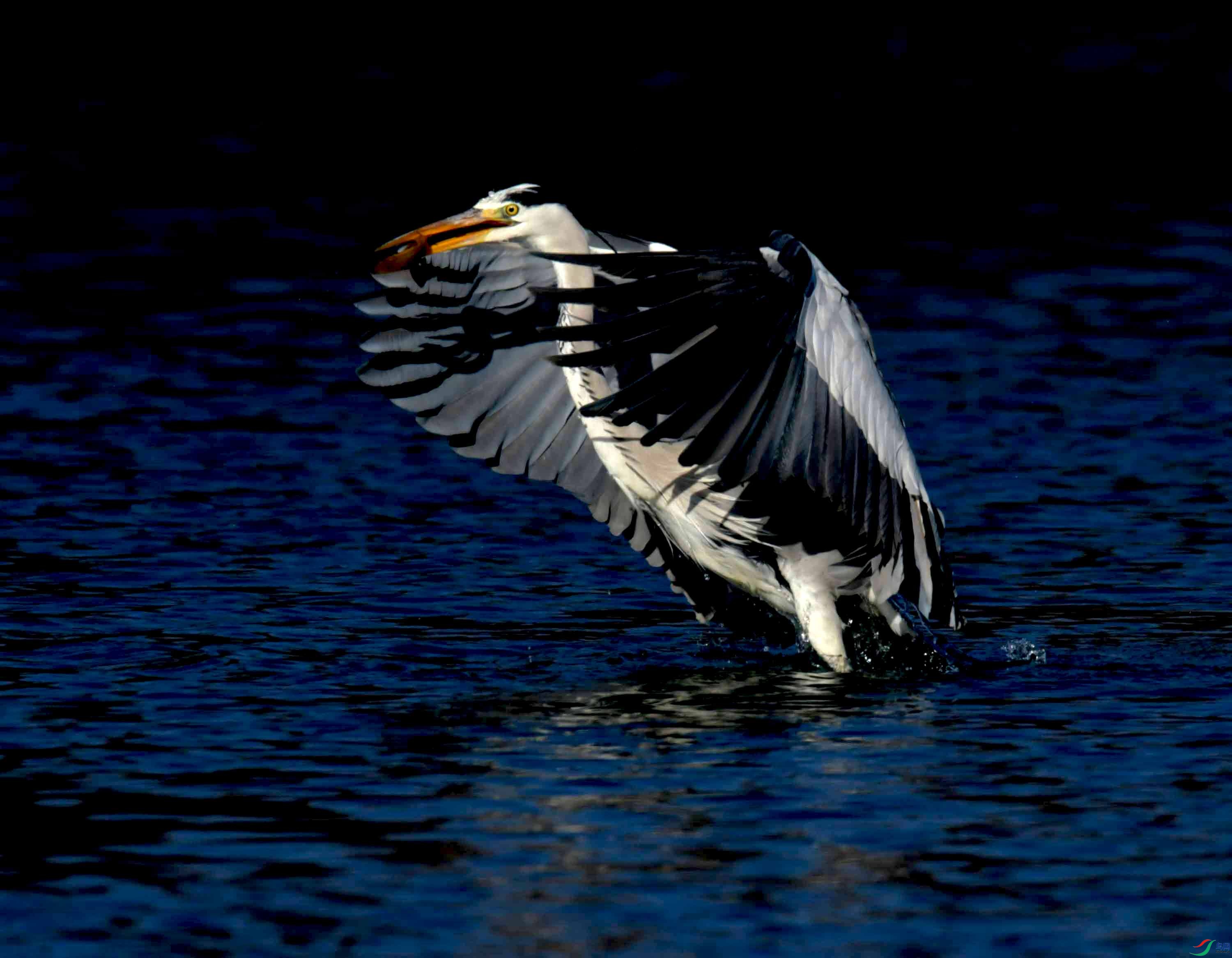 DSC_0614.JPG